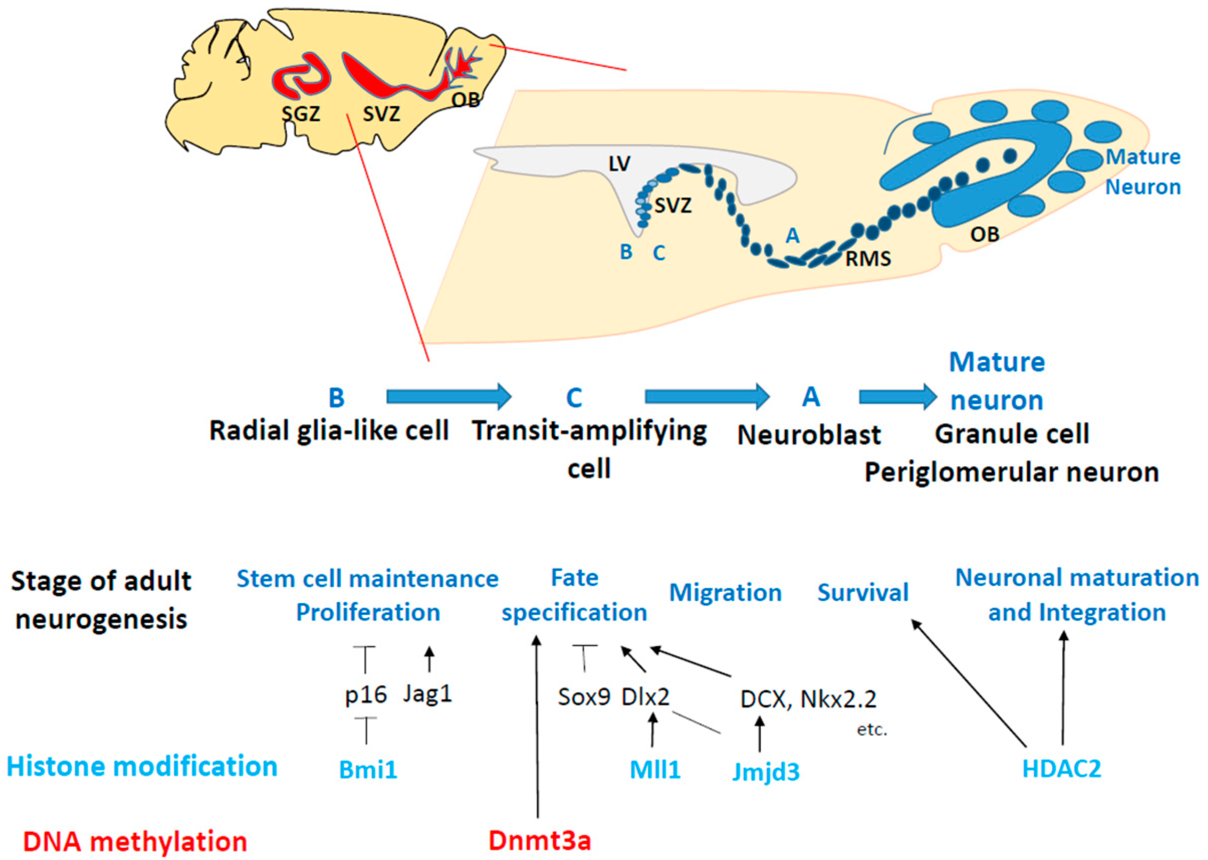 Epigenomes 08 00022 g004 Epigenomes 08 00022 g004