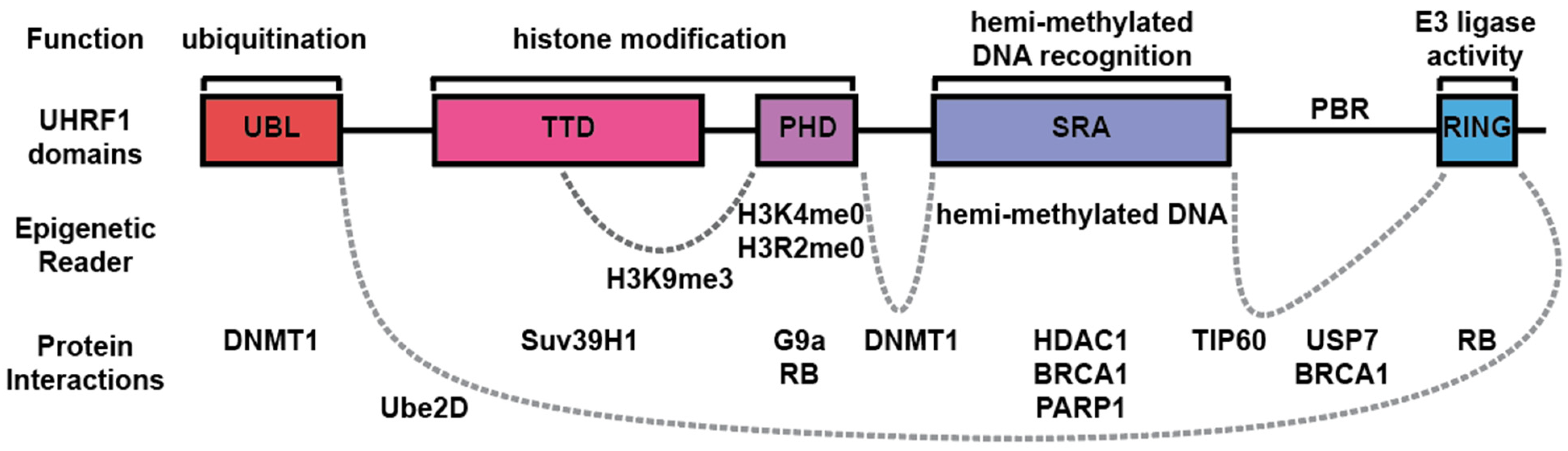 Epigenomes 08 00026 g001 Epigenomes 08 00026 g001