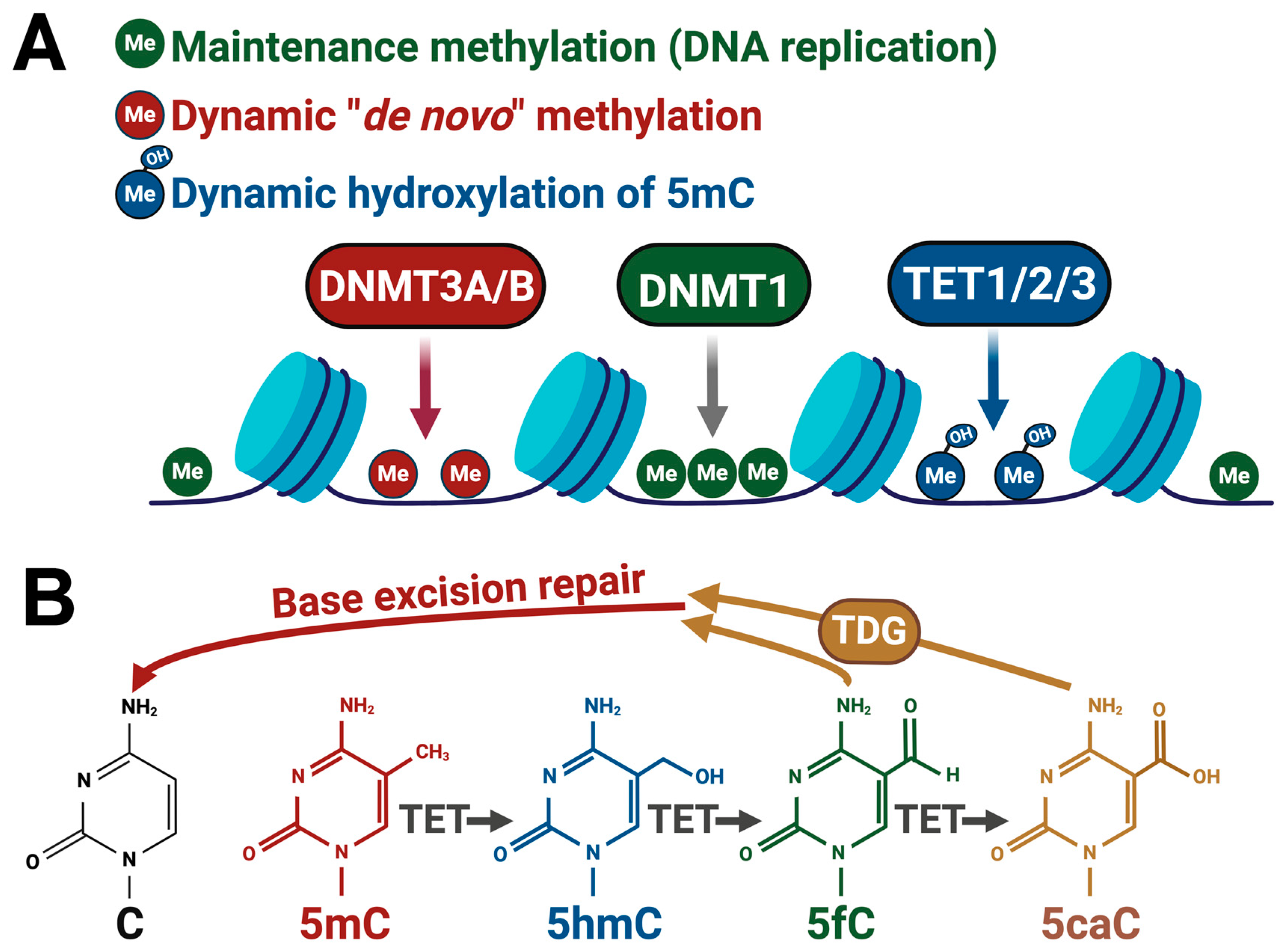 Epigenomes 08 00027 g002 Epigenomes 08 00027 g002