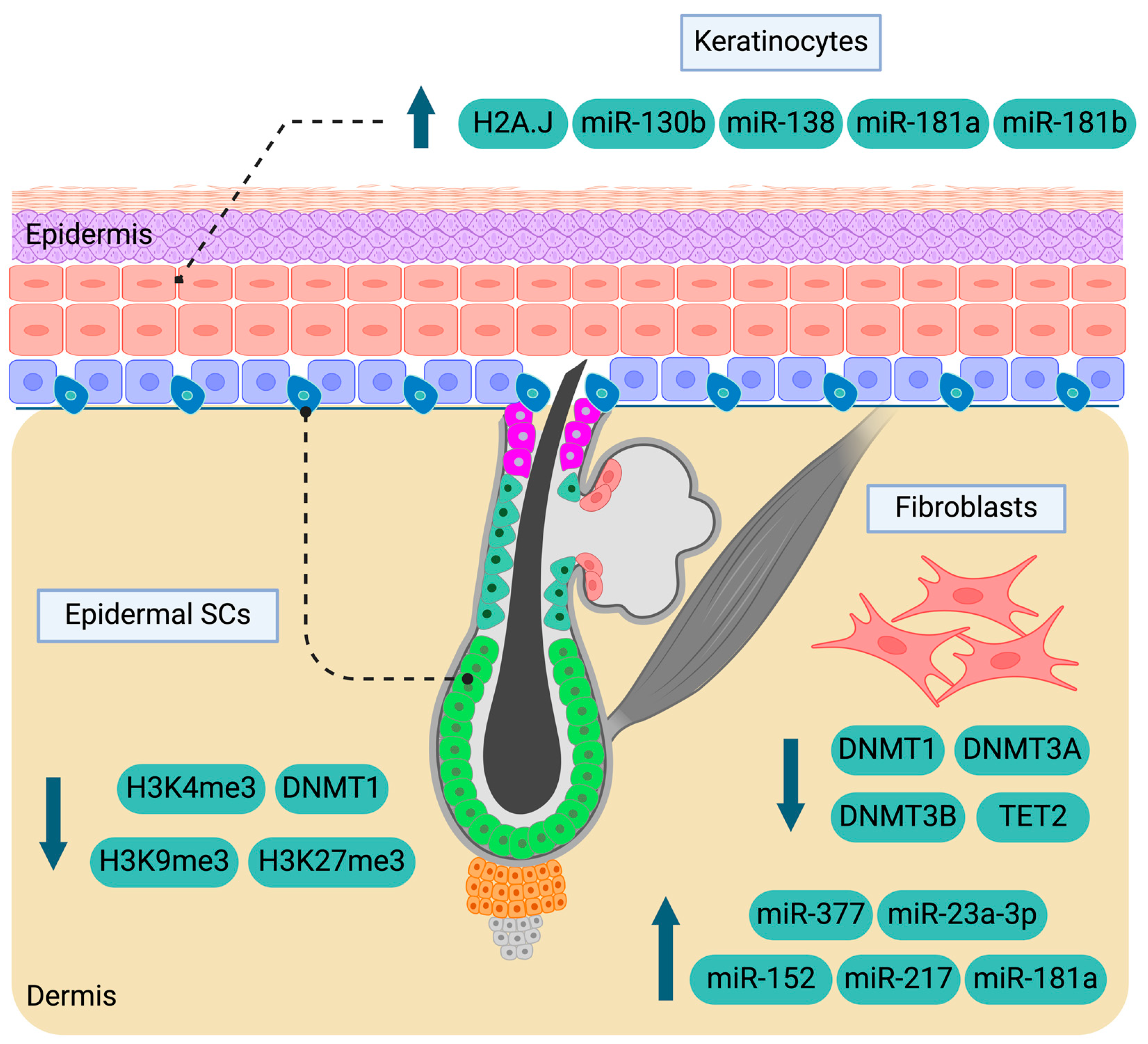 Epigenomes 09 00003 g002 Epigenomes 09 00003 g002