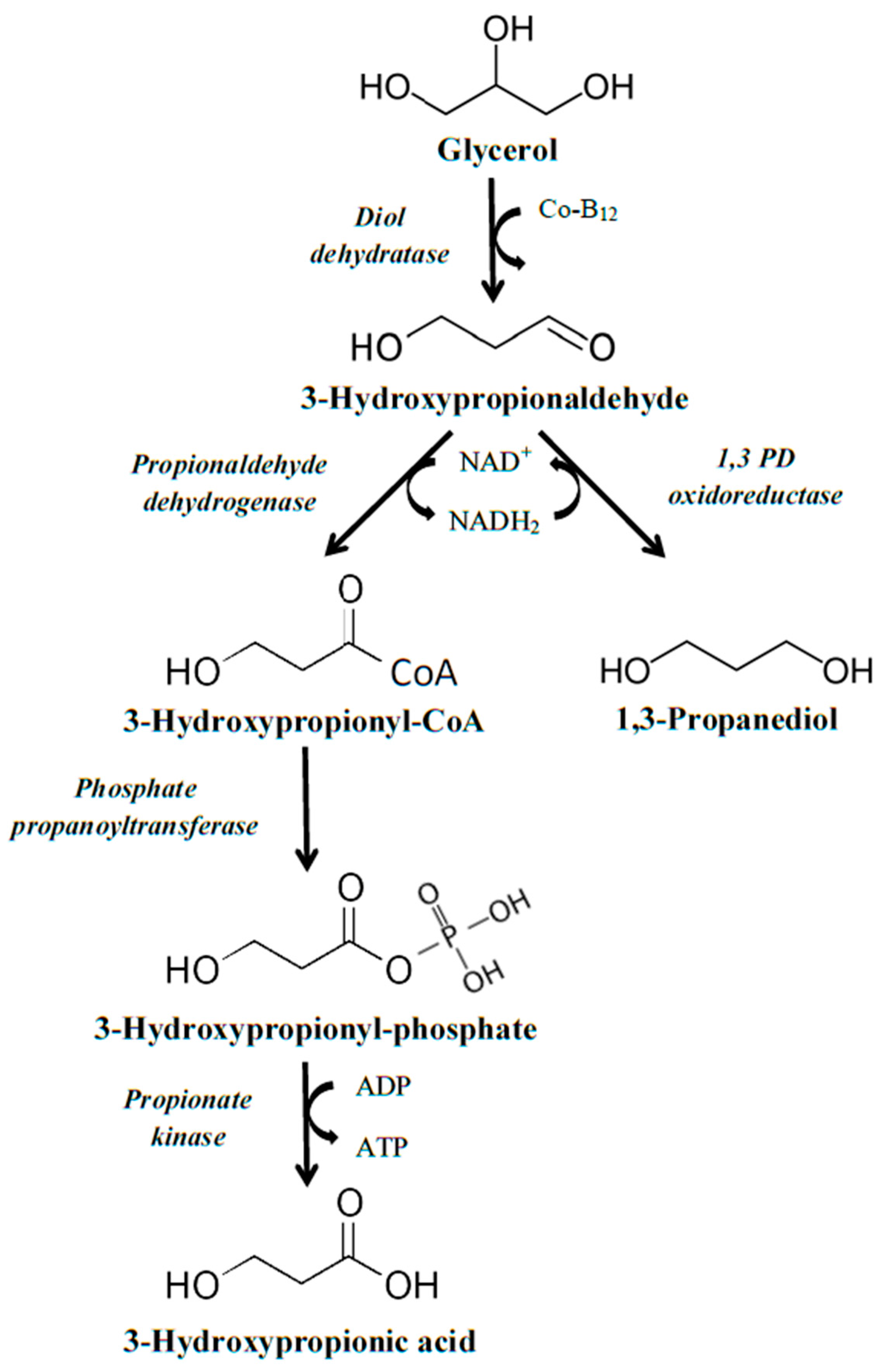 Fermentation | Free Full-Text | Biological Production of 3-Hydroxypropionic  Acid: An Update on the Current Status
