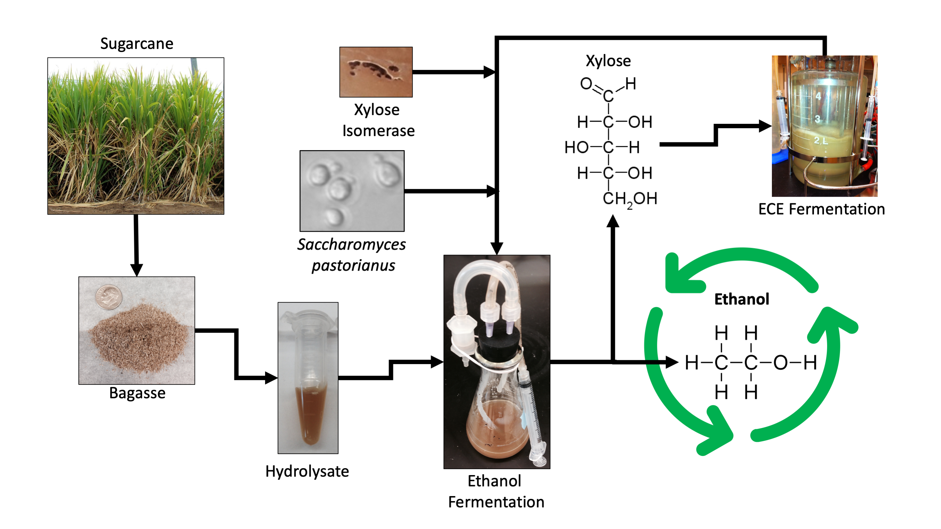 fermentation-free-full-text-high-gravity-fermentation-of-sugarcane