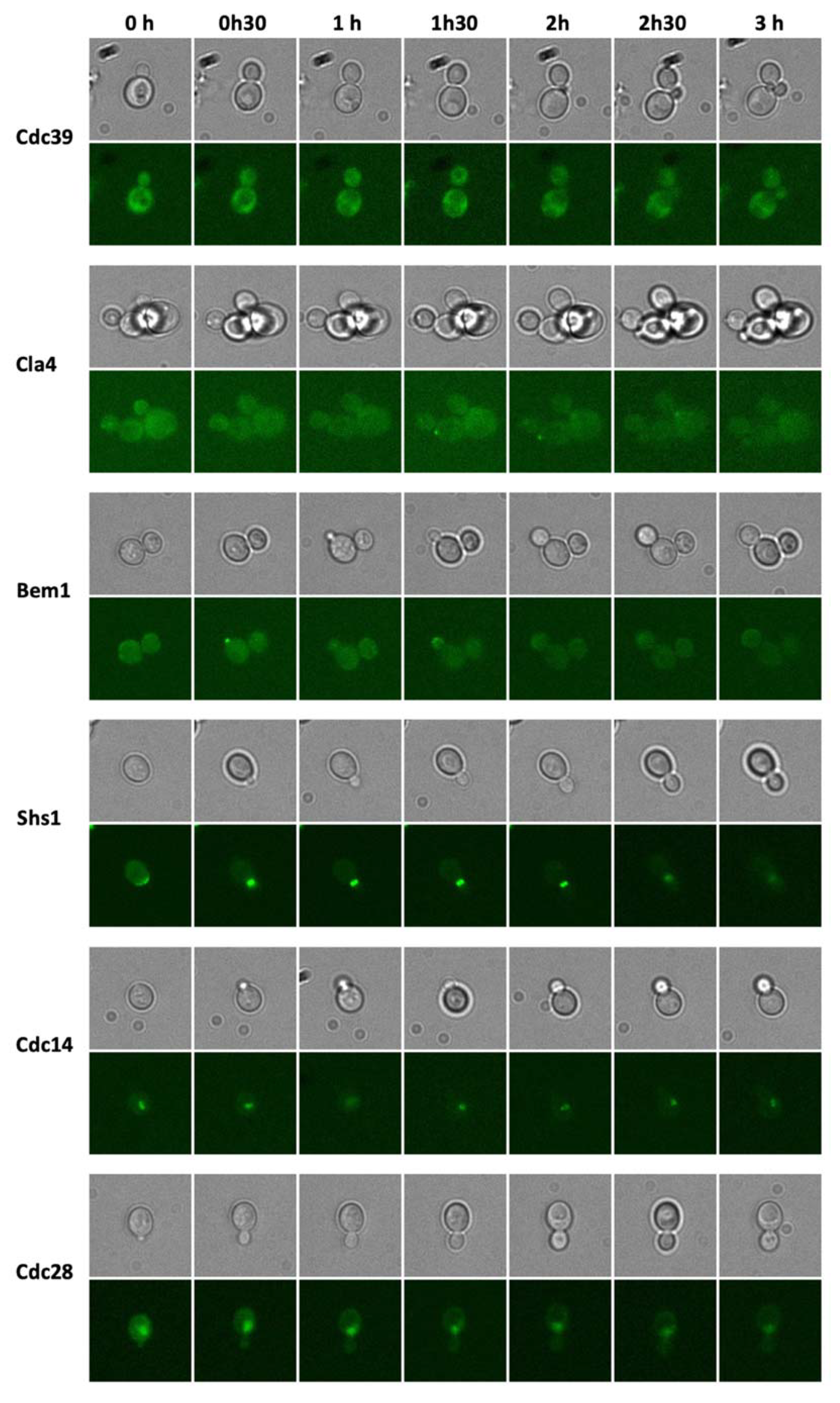 Fermentation 06 00026 g007
