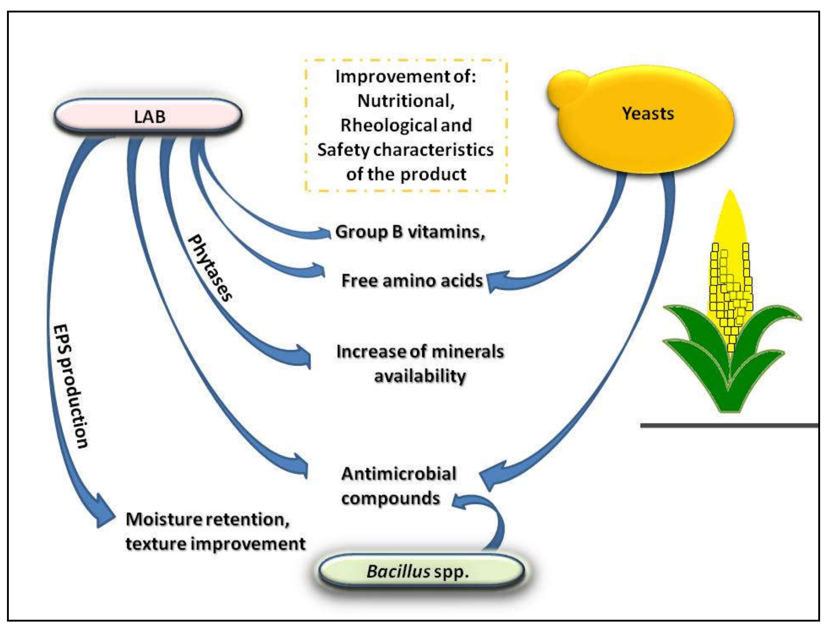 Fermentation Free Full Text Changes Occurring In Spontaneous Maize Fermentation An Overview Html