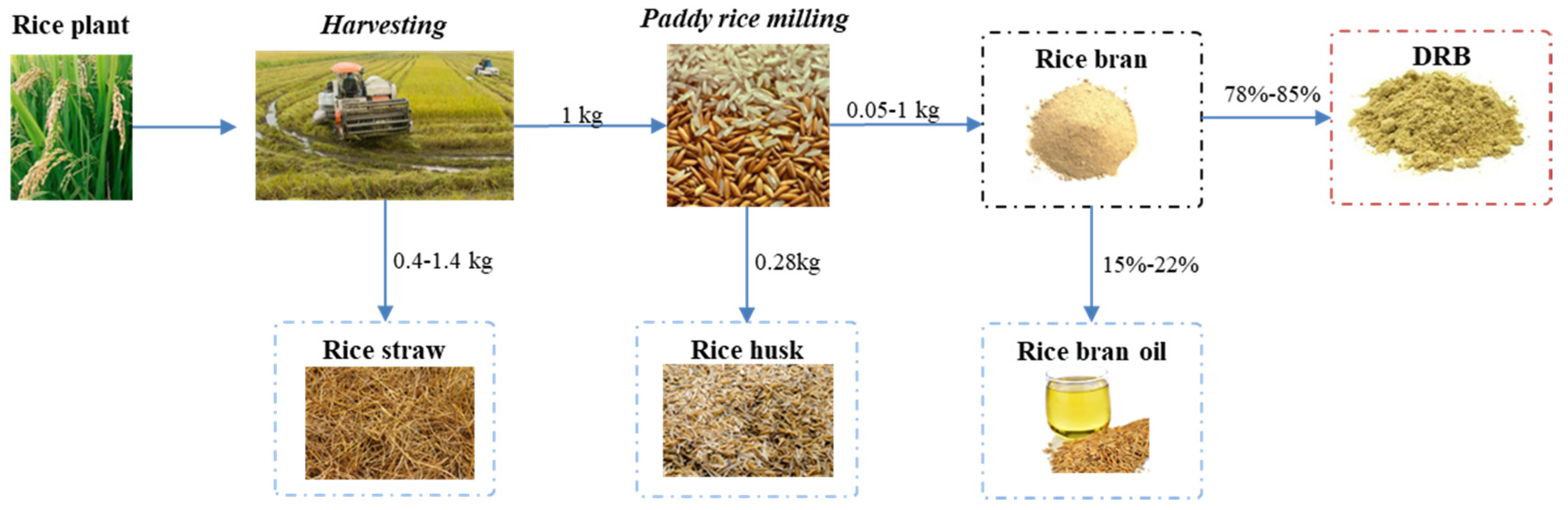 Bran, Description, Processing, & Uses