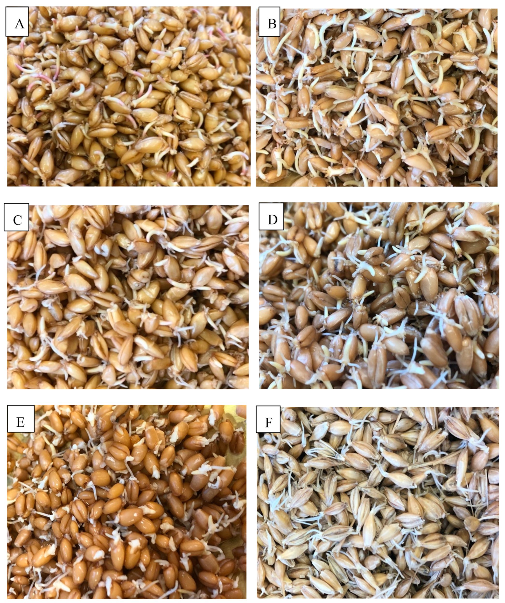 Fermentation Free Full Text Observations On The Malting Of Ancient Wheats Einkorn Emmer And Spelt Html