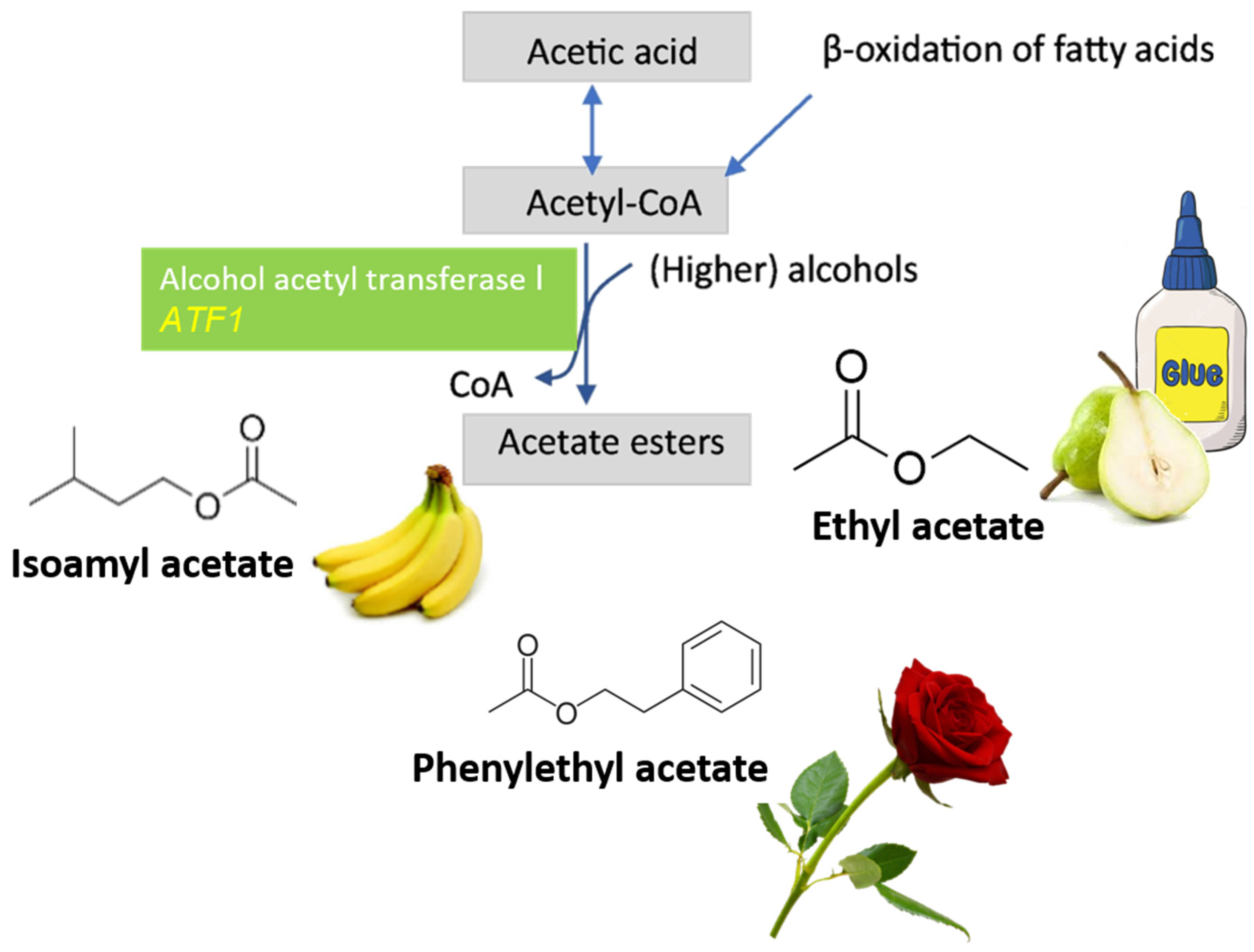 Fermentation 07 00005 g006 Fermentation 07 00005 g006