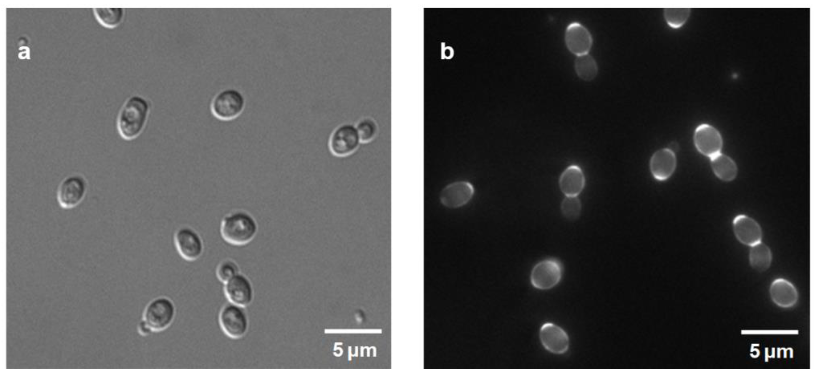 Fermentation 07 00087 g002 Fermentation 07 00087 g002