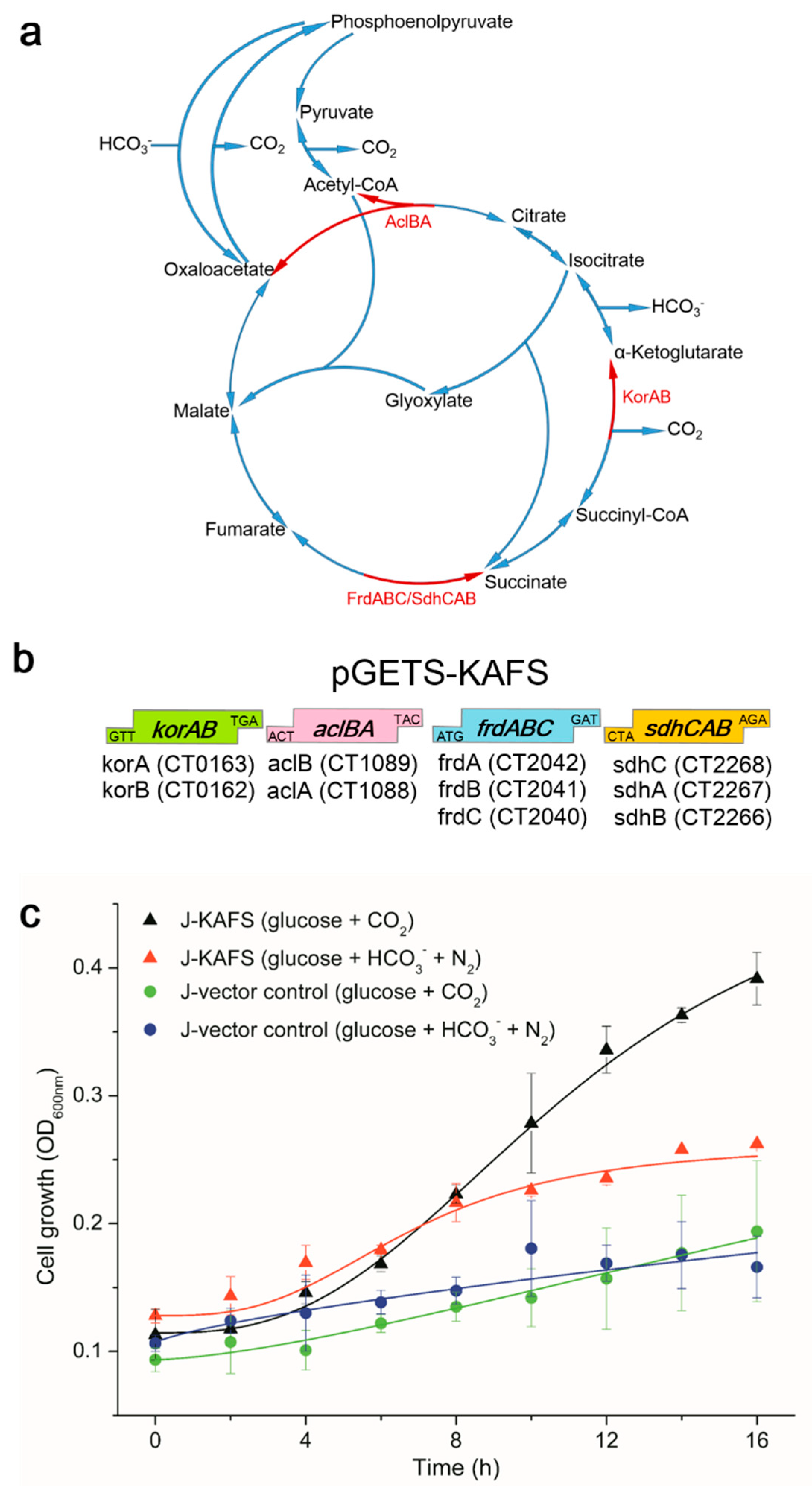 Fermentation 07 00098 g001