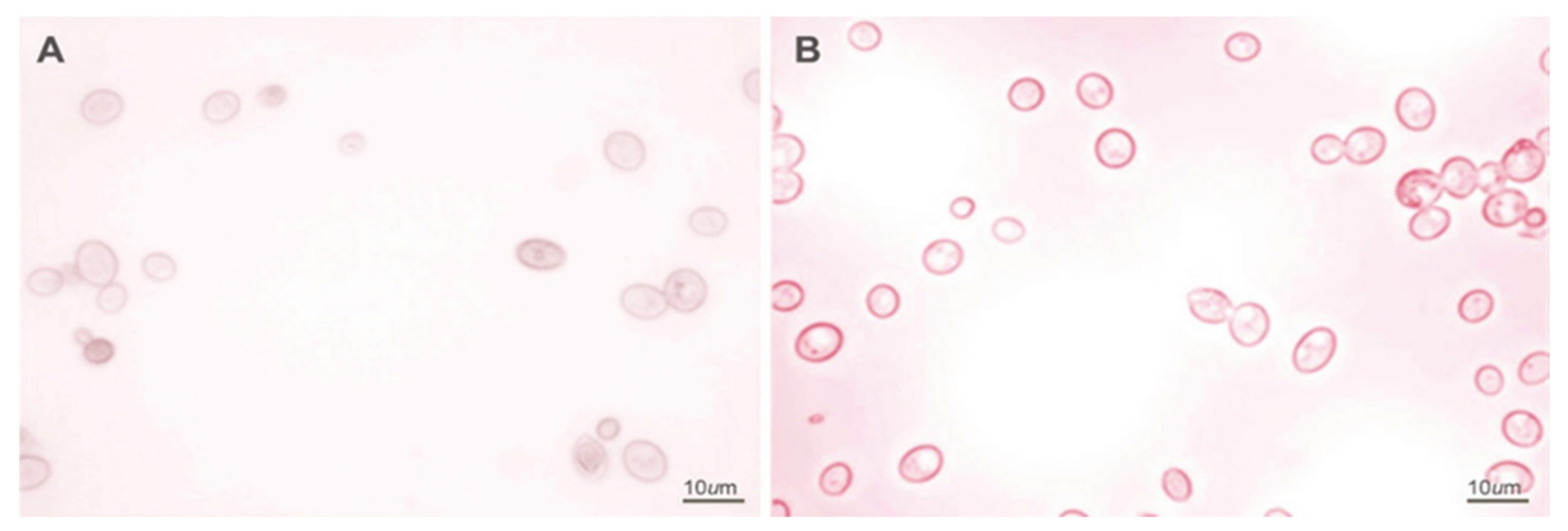 Fermentation 07 00105 g004