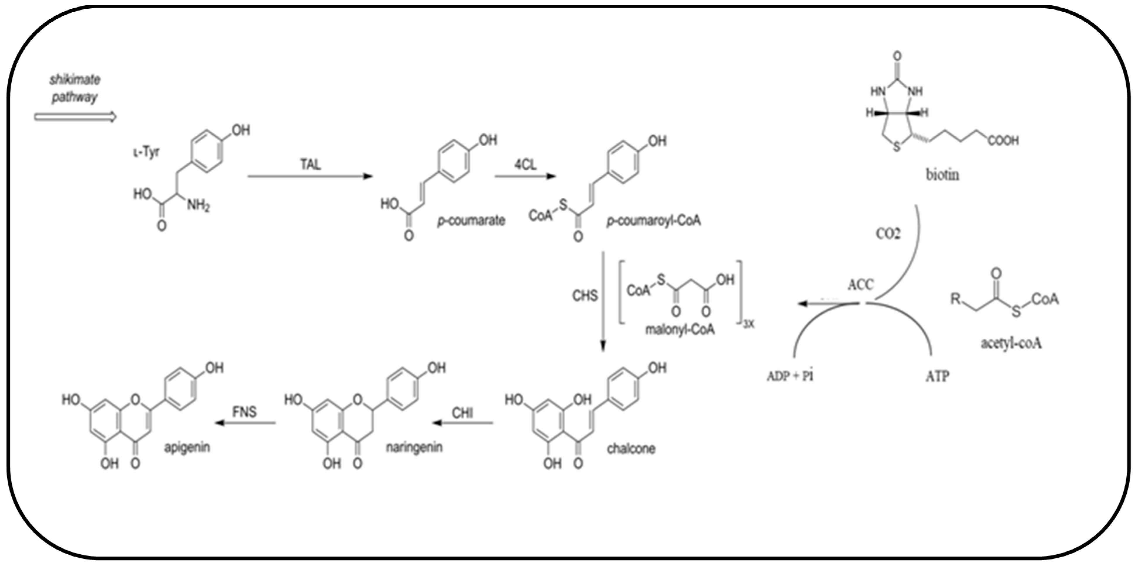 Fermentation 07 00161 g001