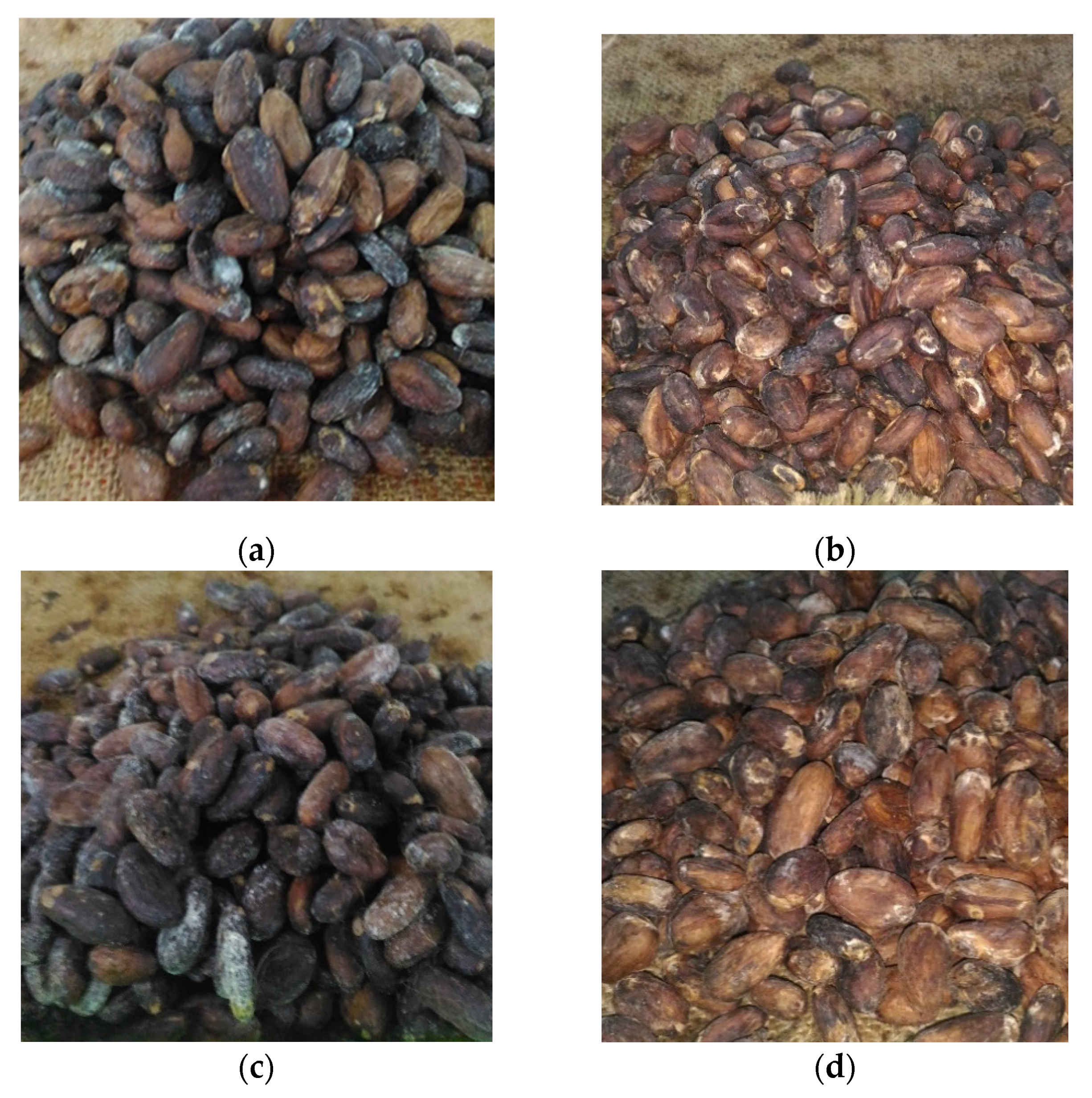 cacao beans fermentation