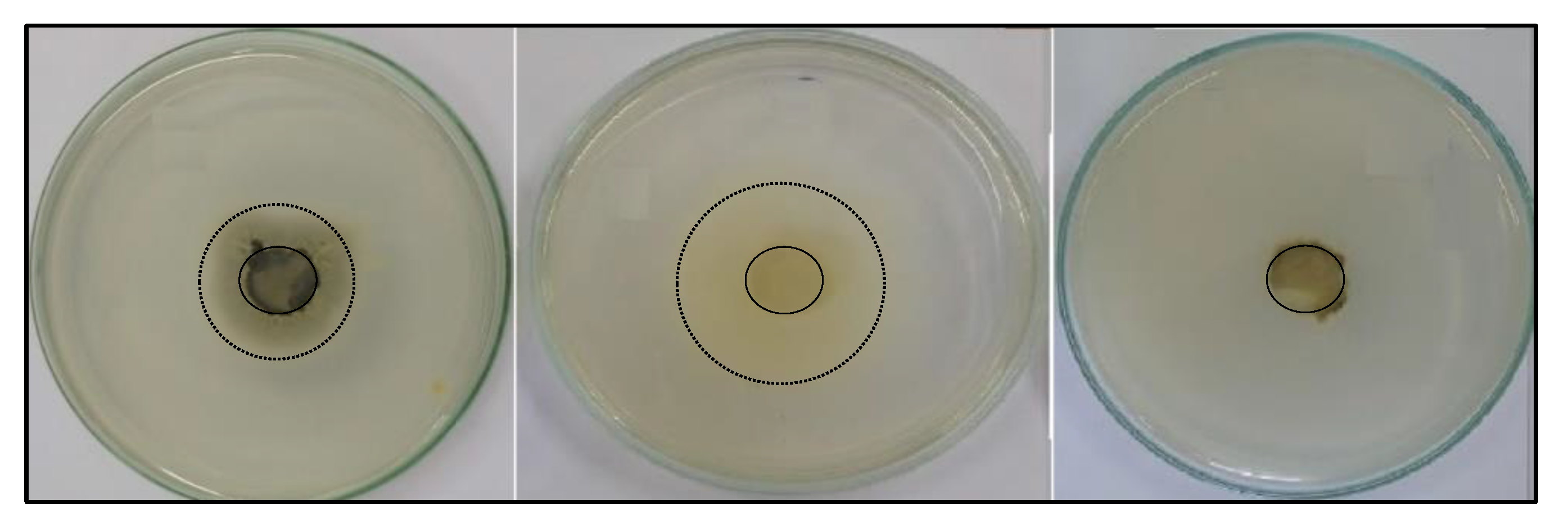 Fermentation 07 00233 g004