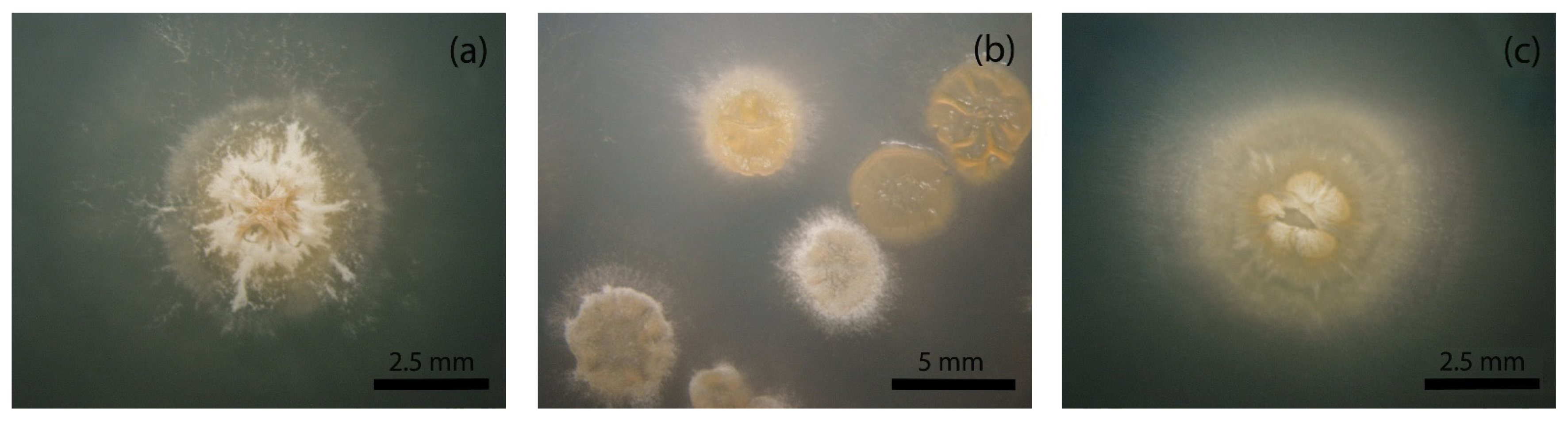 Fermentation 08 00044 g001