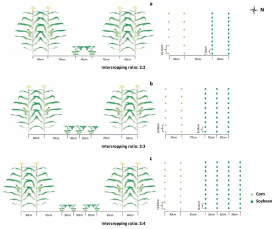 PDF) Effects of row spacing and intercrop on maize grain yield and forage  production of palisade grass