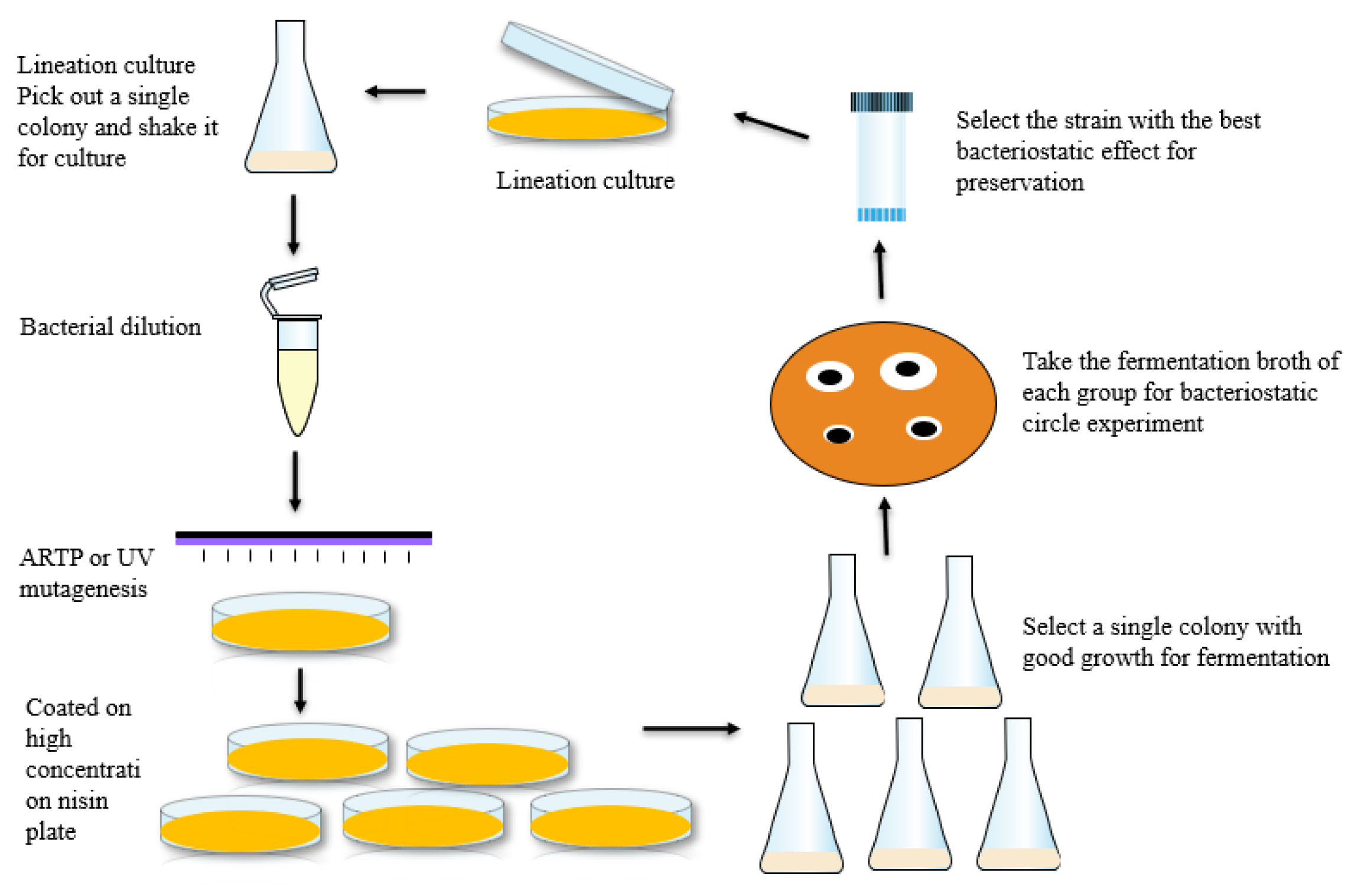 Fermentation | Free Full-Text | Breeding Of A High-Nisin-Yielding ...