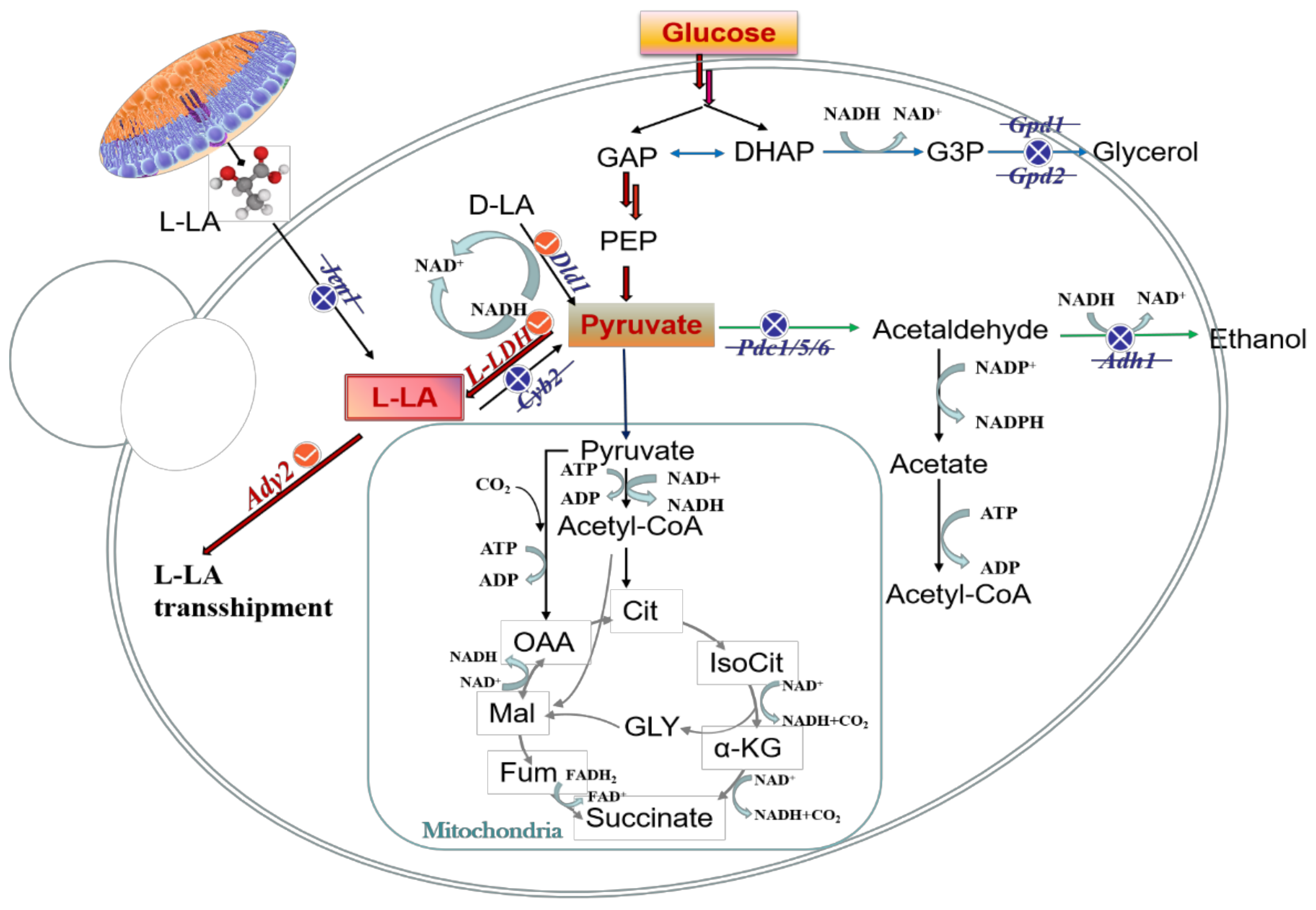 Fermentation 08 00279 g002