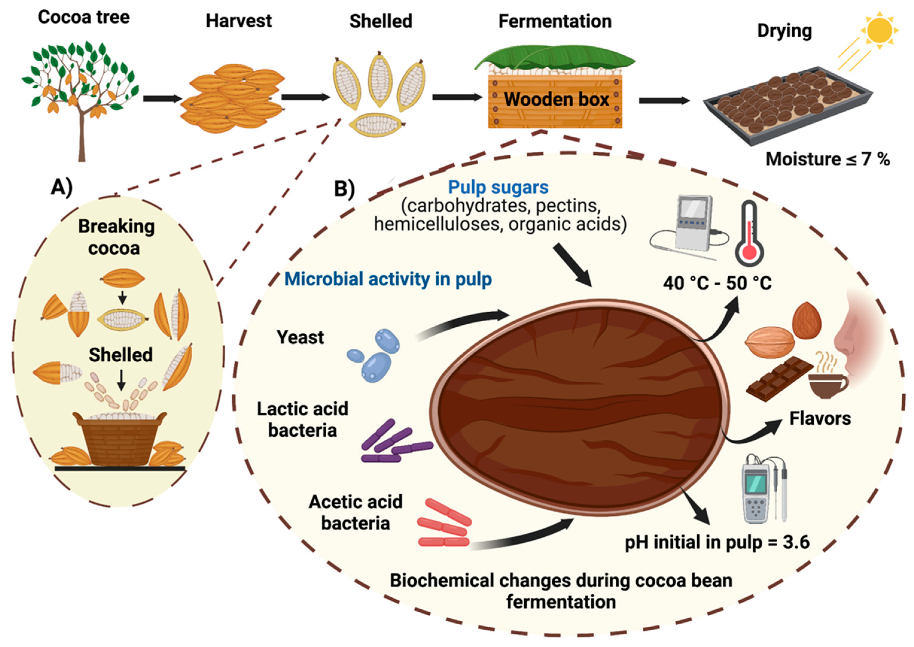 Fermentation | Free Full-Text | Yeasts as Producers of Flavor Precursors  during Cocoa Bean Fermentation and Their Relevance as Starter Cultures: A  Review