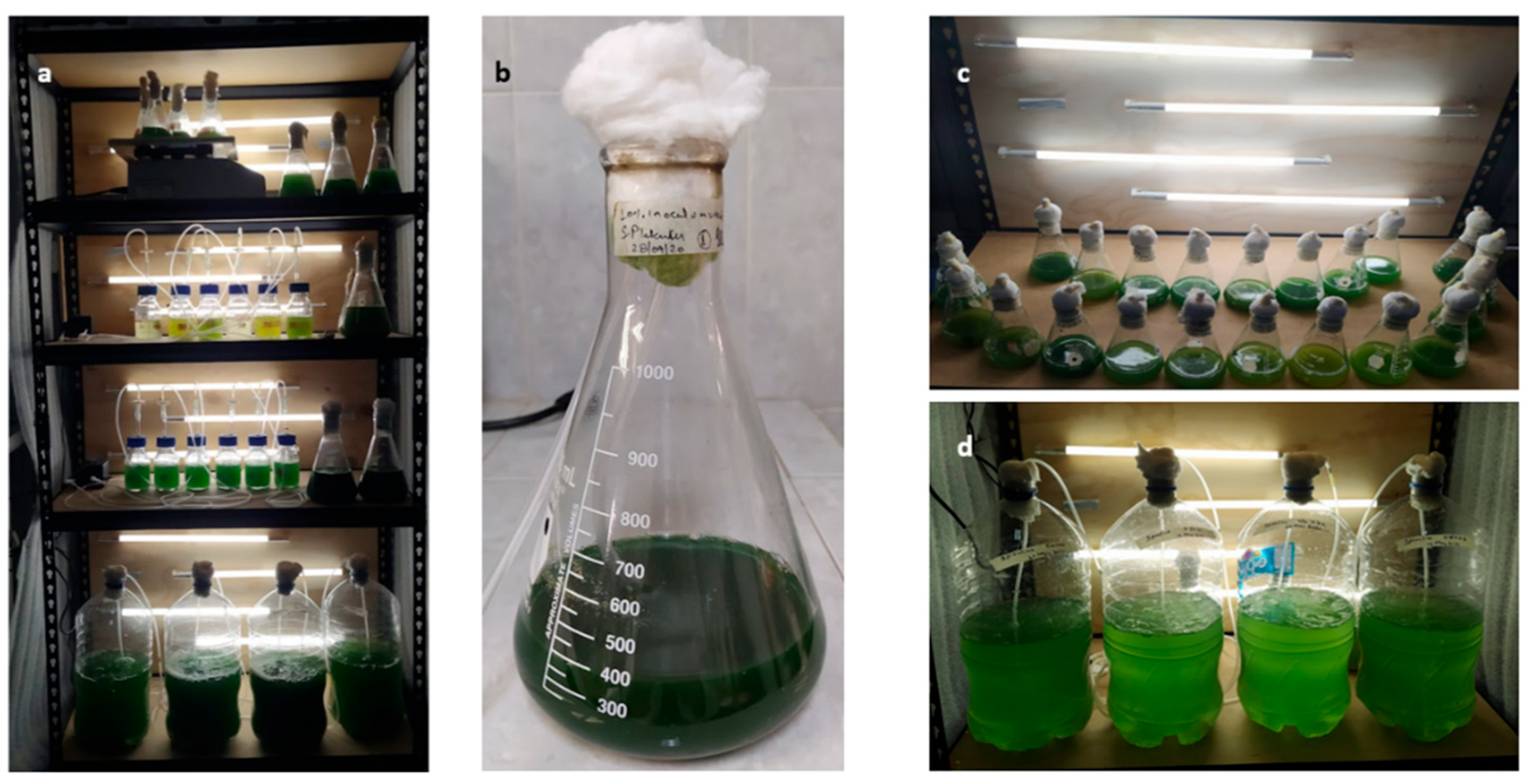 Fermentation | Free Full-Text | Strategy Development for Microalgae  Spirulina platensis Biomass Cultivation in a Bubble Photobioreactor to  Promote High Carbohydrate Content