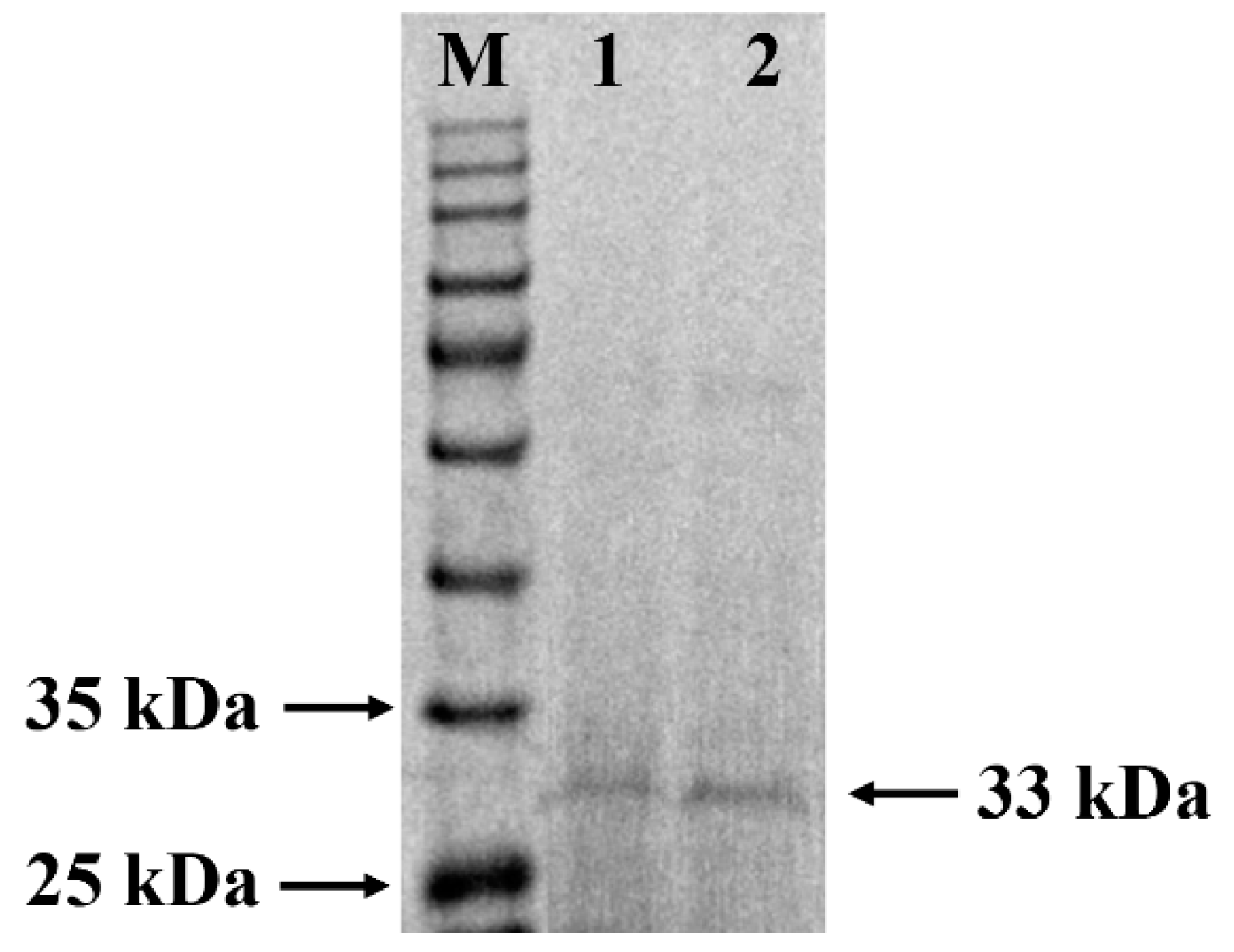 Fermentation 08 00468 g001 Fermentation 08 00468 g001