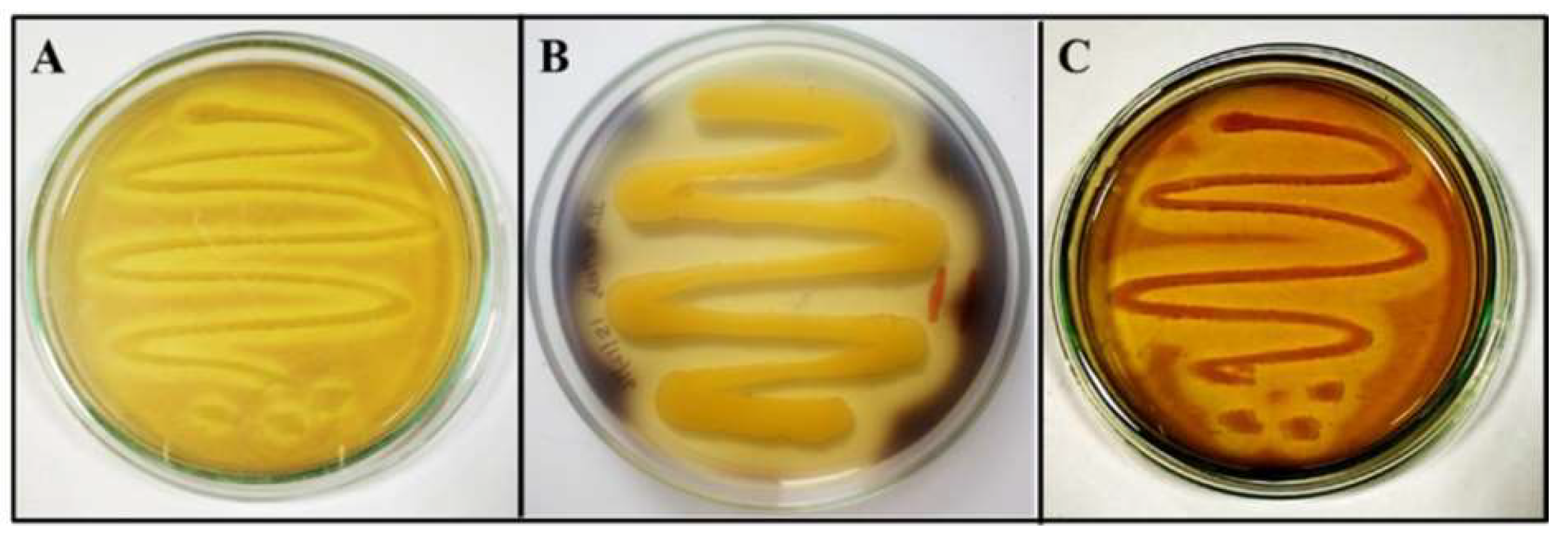 Fermentation 08 00479 g002