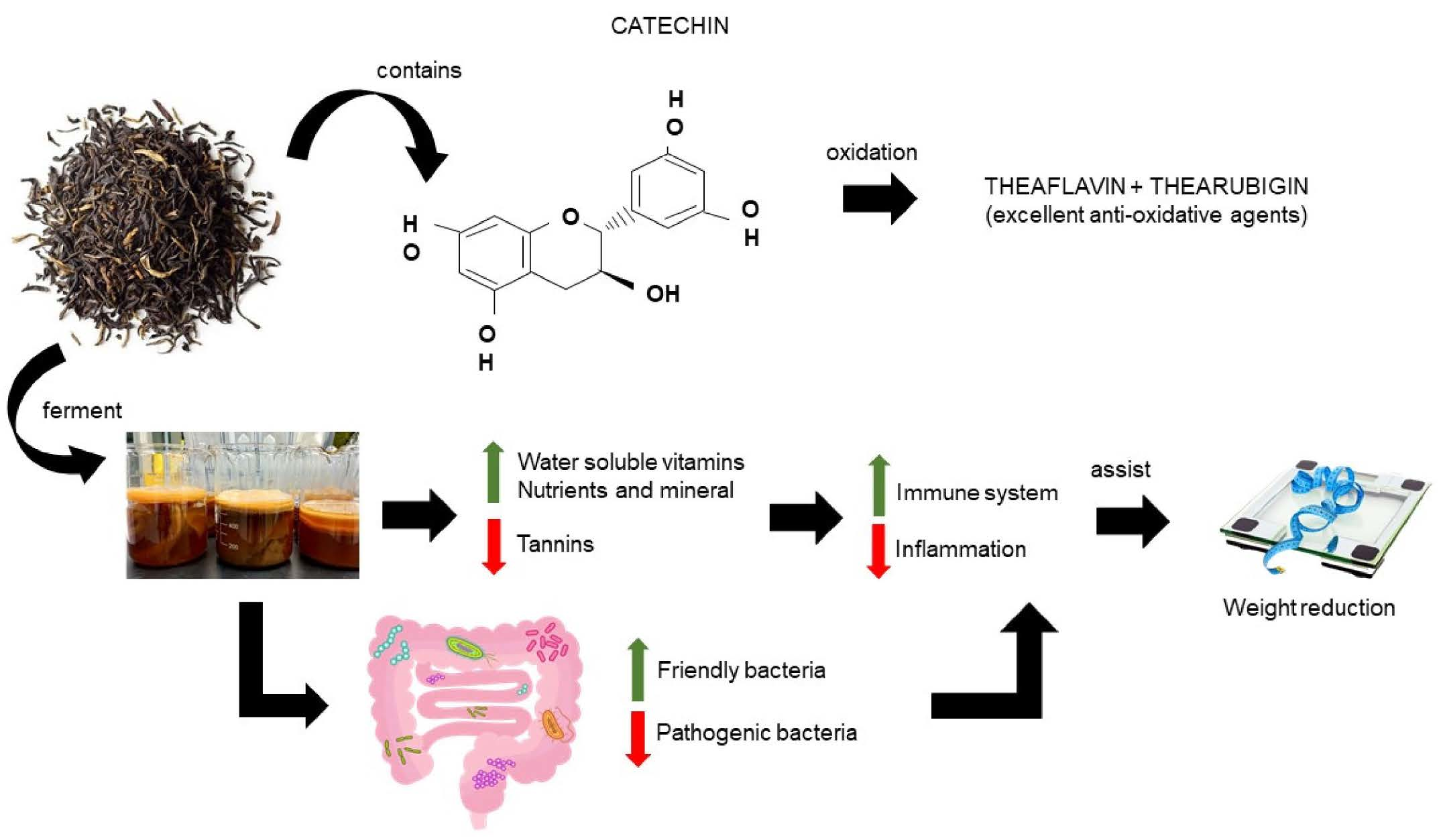 Fermentation Free FullText Fermented Black Tea and Its