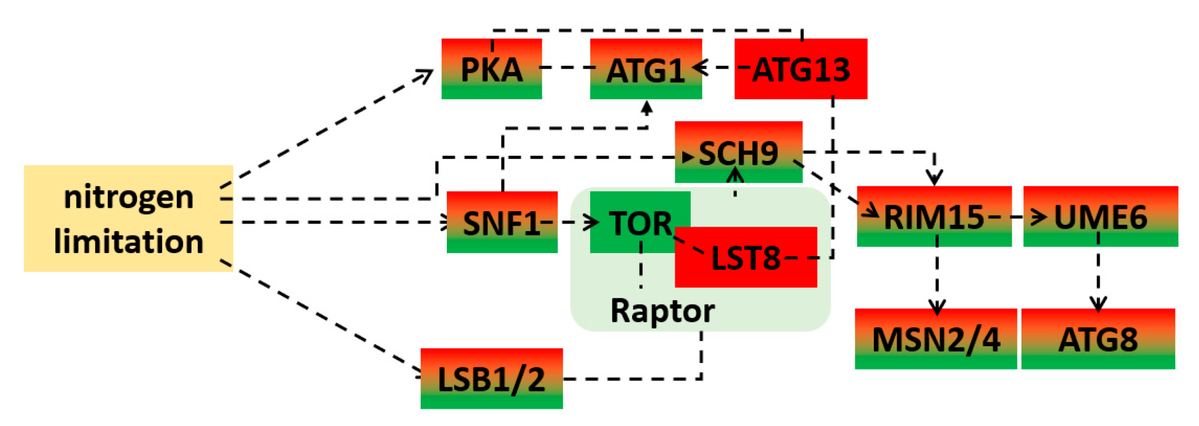 Fermentation | Free Full-Text | Transcriptomic Analysis Revealed 