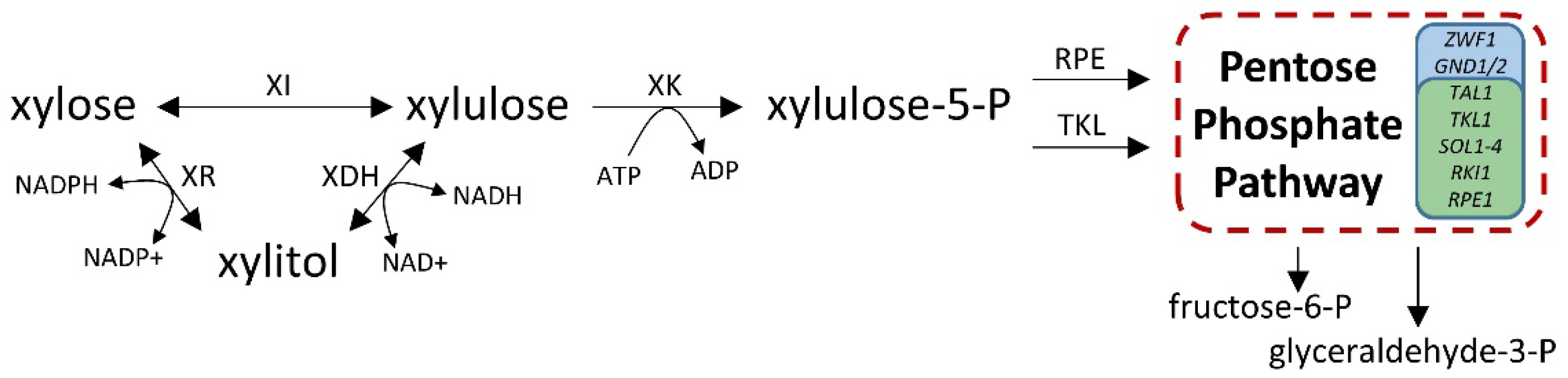 Fermentation Free FullText Identification of Mutations Responsible