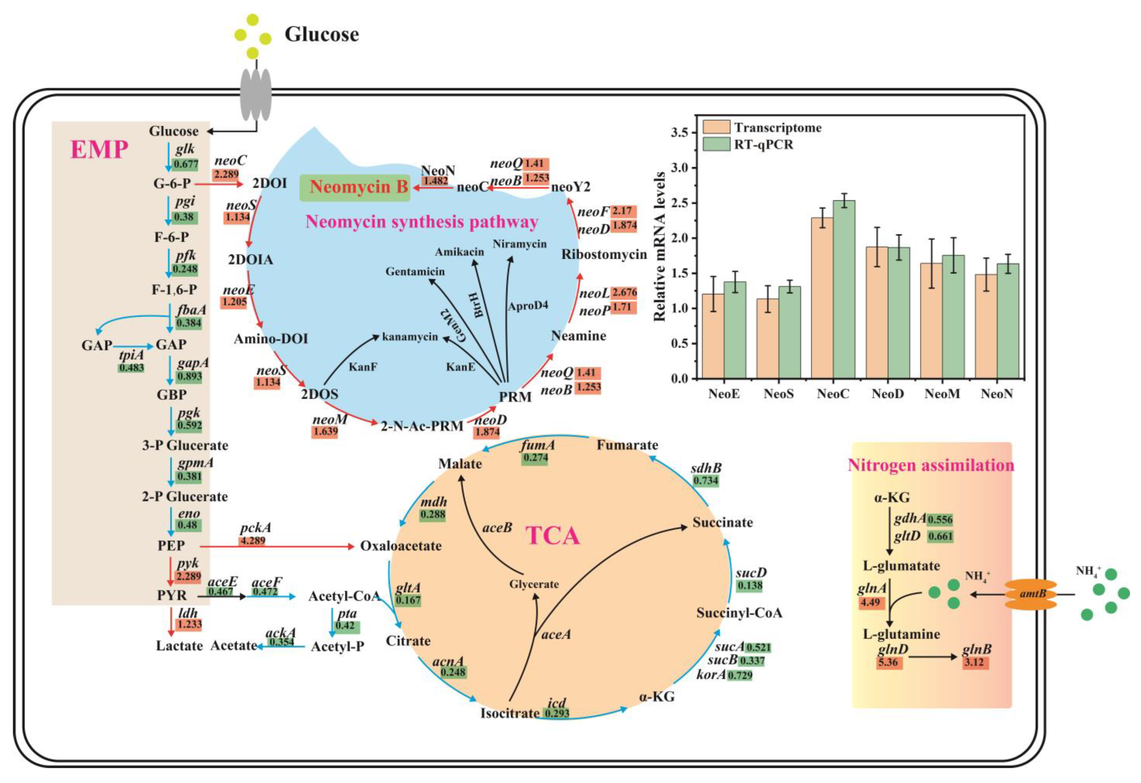 Fermentation 08 00678 g004 Fermentation 08 00678 g004