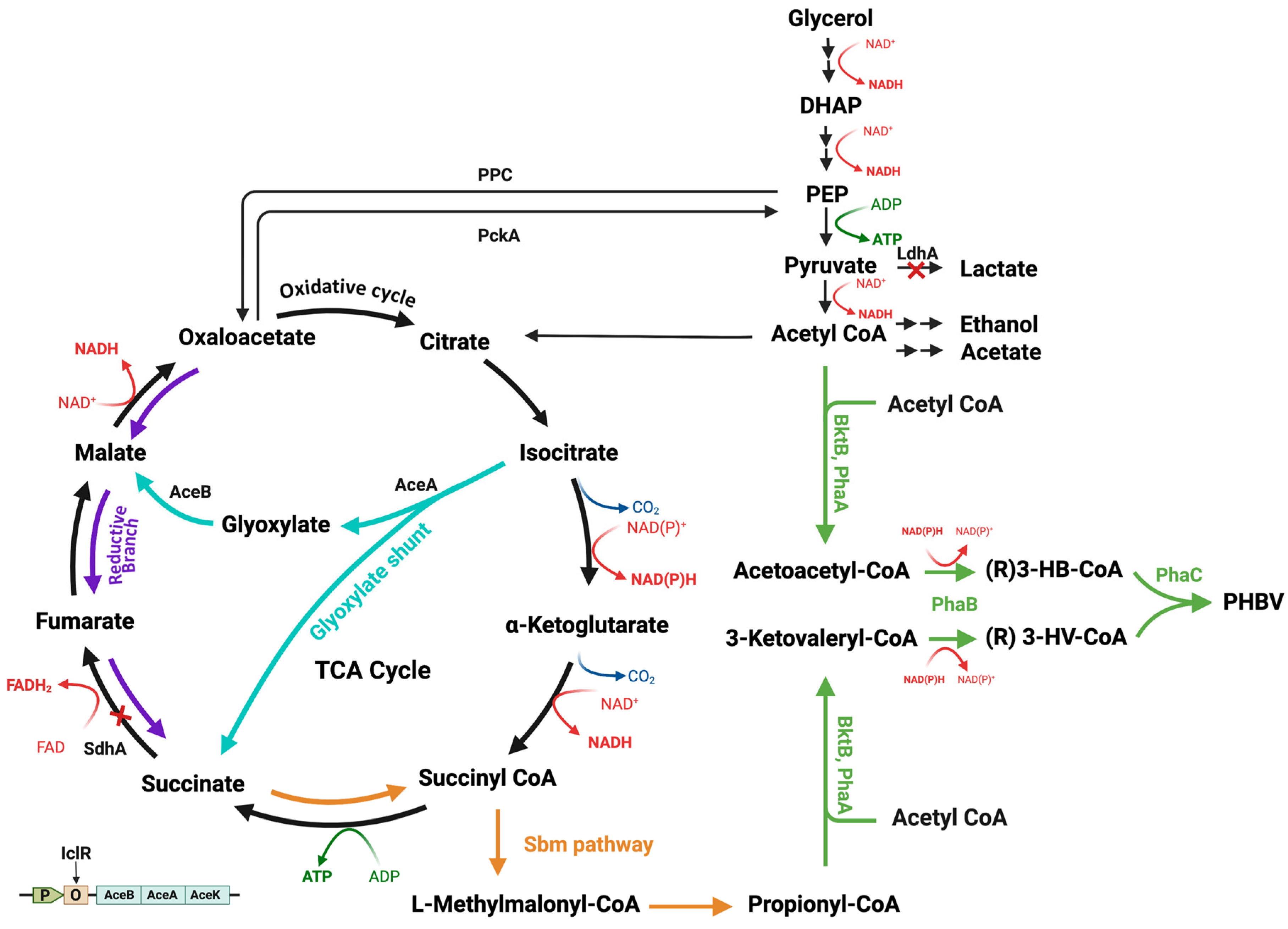 Fermentation 09 00014 g002 Fermentation 09 00014 g002
