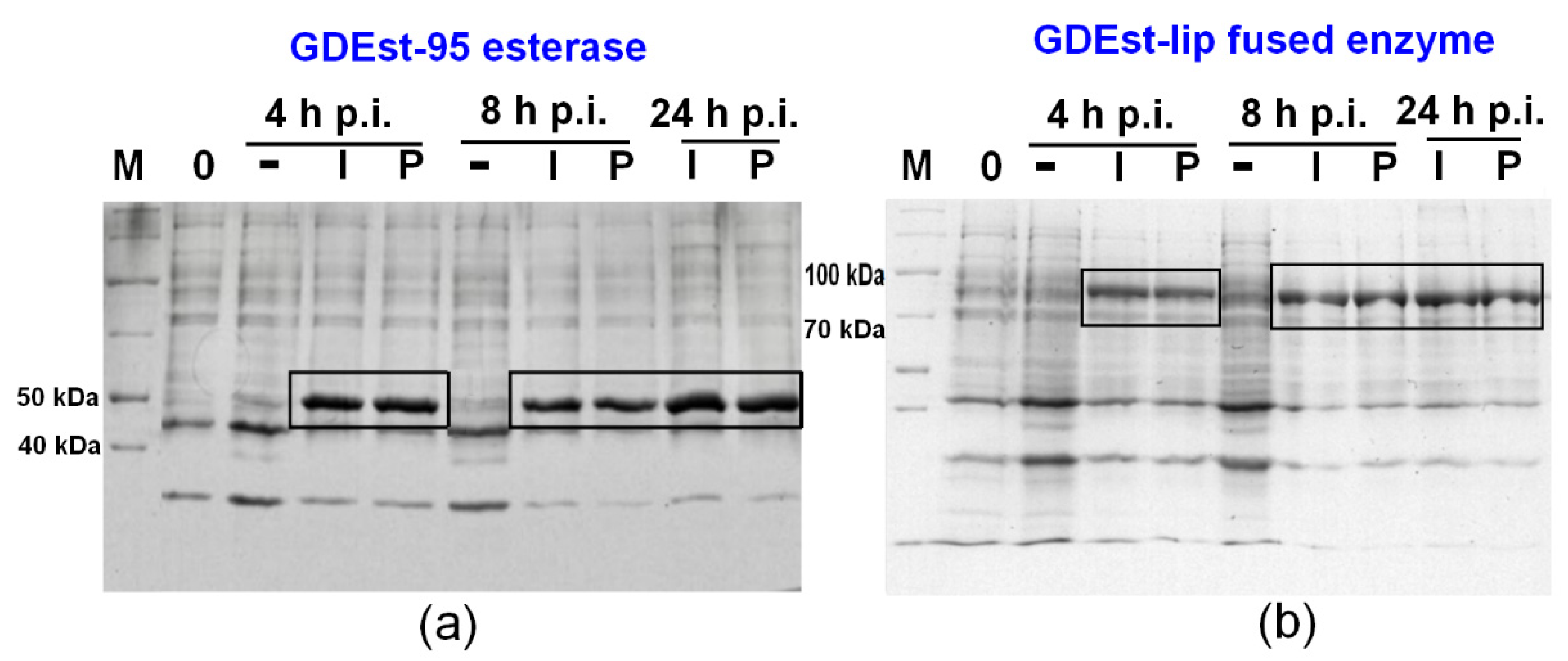 Fermentation 09 00027 g004 Fermentation 09 00027 g004