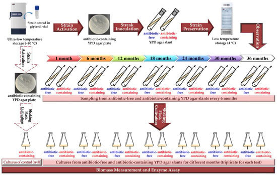 Fermentation | Free Full-Text | Influence Of Long-Term Agar-Slant ...