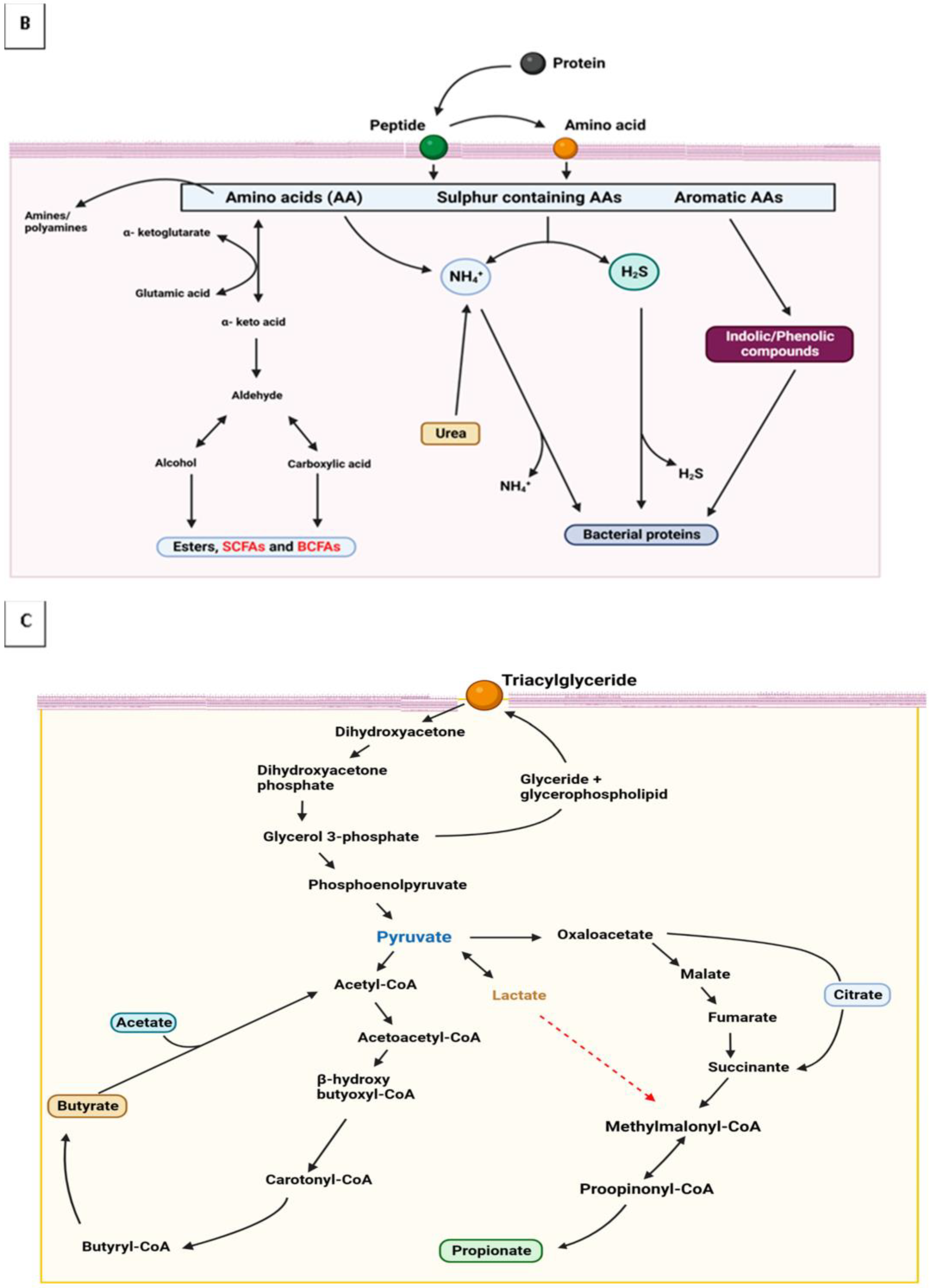 Fermentation 09 00110 g001b Fermentation 09 00110 g001b
