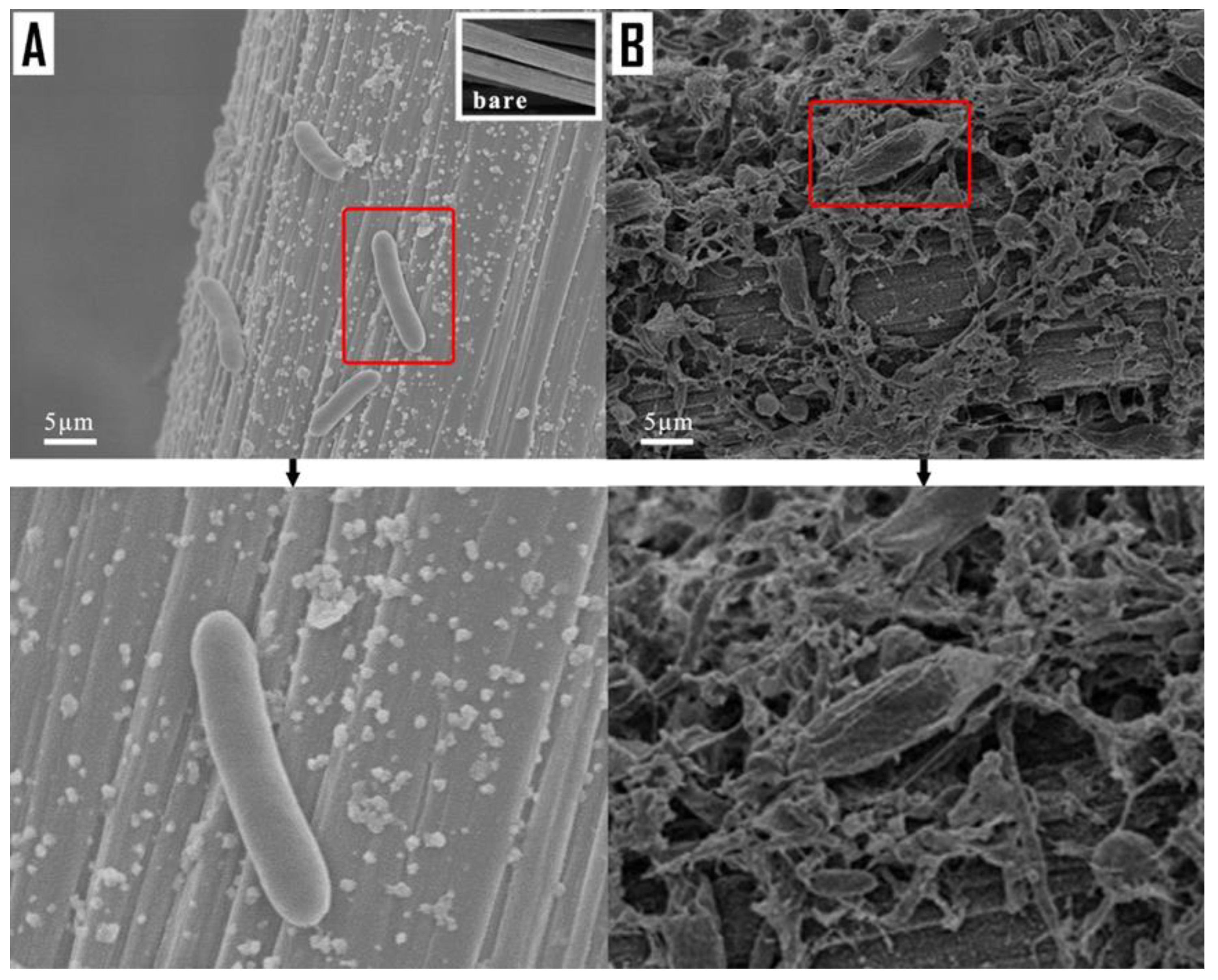 Fermentation 09 00133 g006 Fermentation 09 00133 g006
