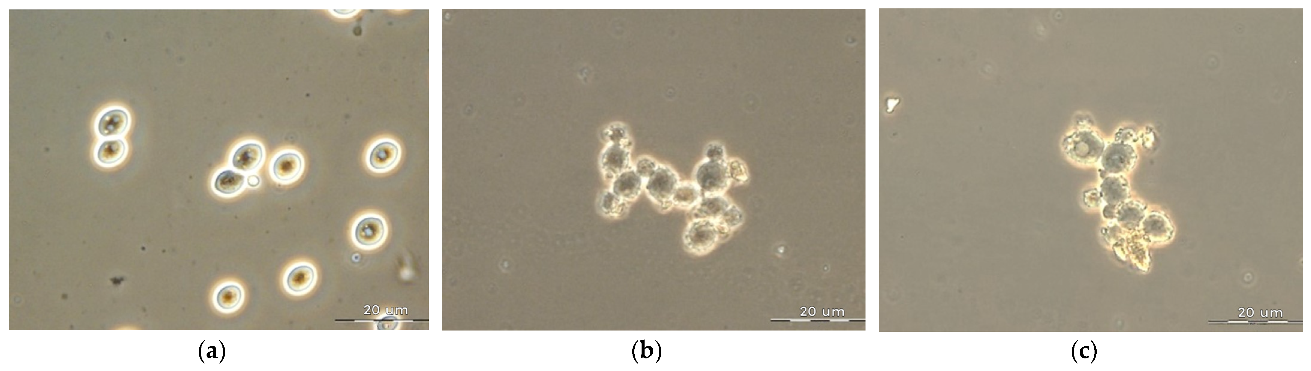 Fermentation 09 00162 g004 Fermentation 09 00162 g004