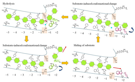 Glycoside Hydrolase Family 48 Cellulase: A Key Player in Cellulolytic ...