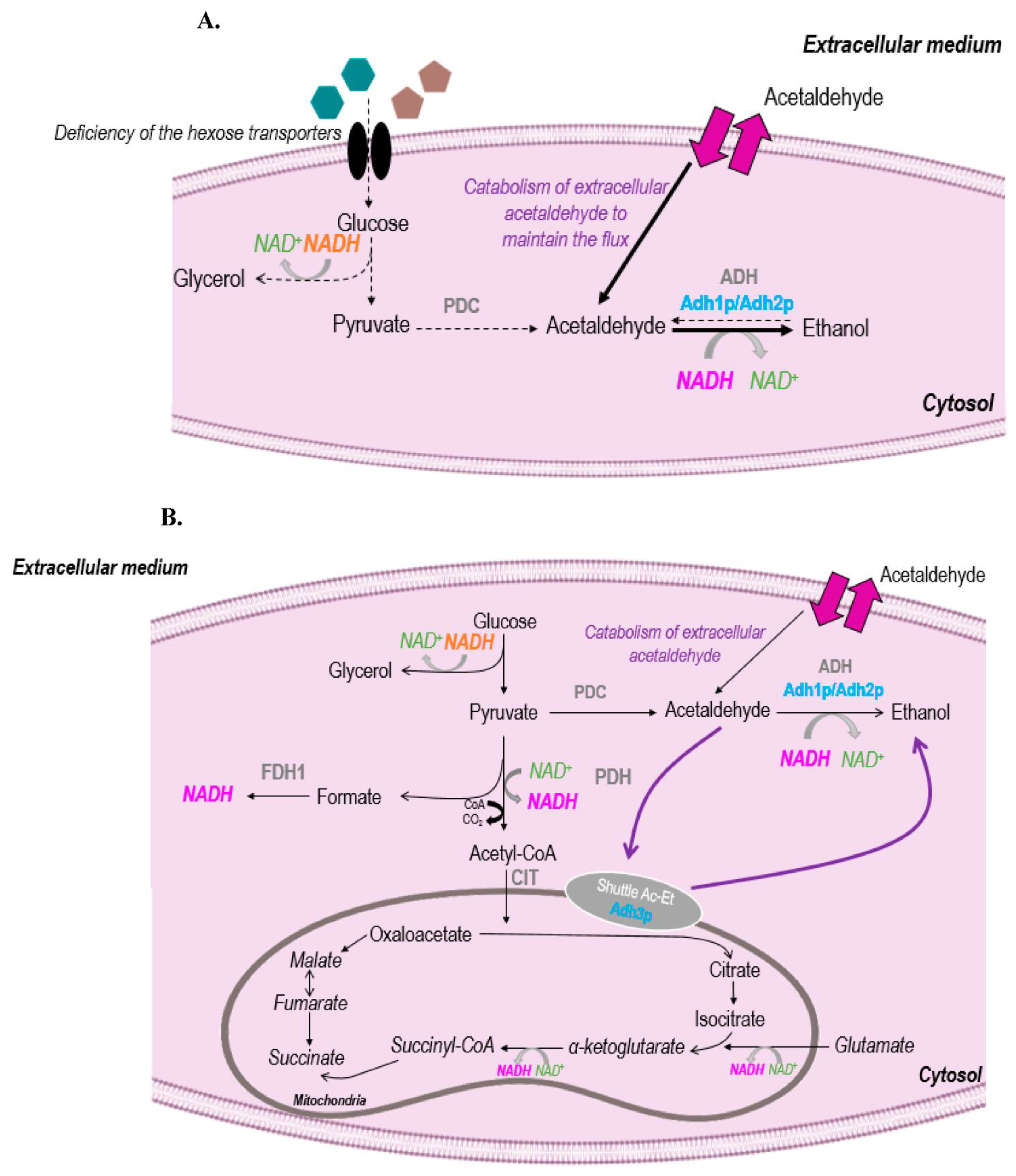 Fermentation 09 00299 g005 Fermentation 09 00299 g005