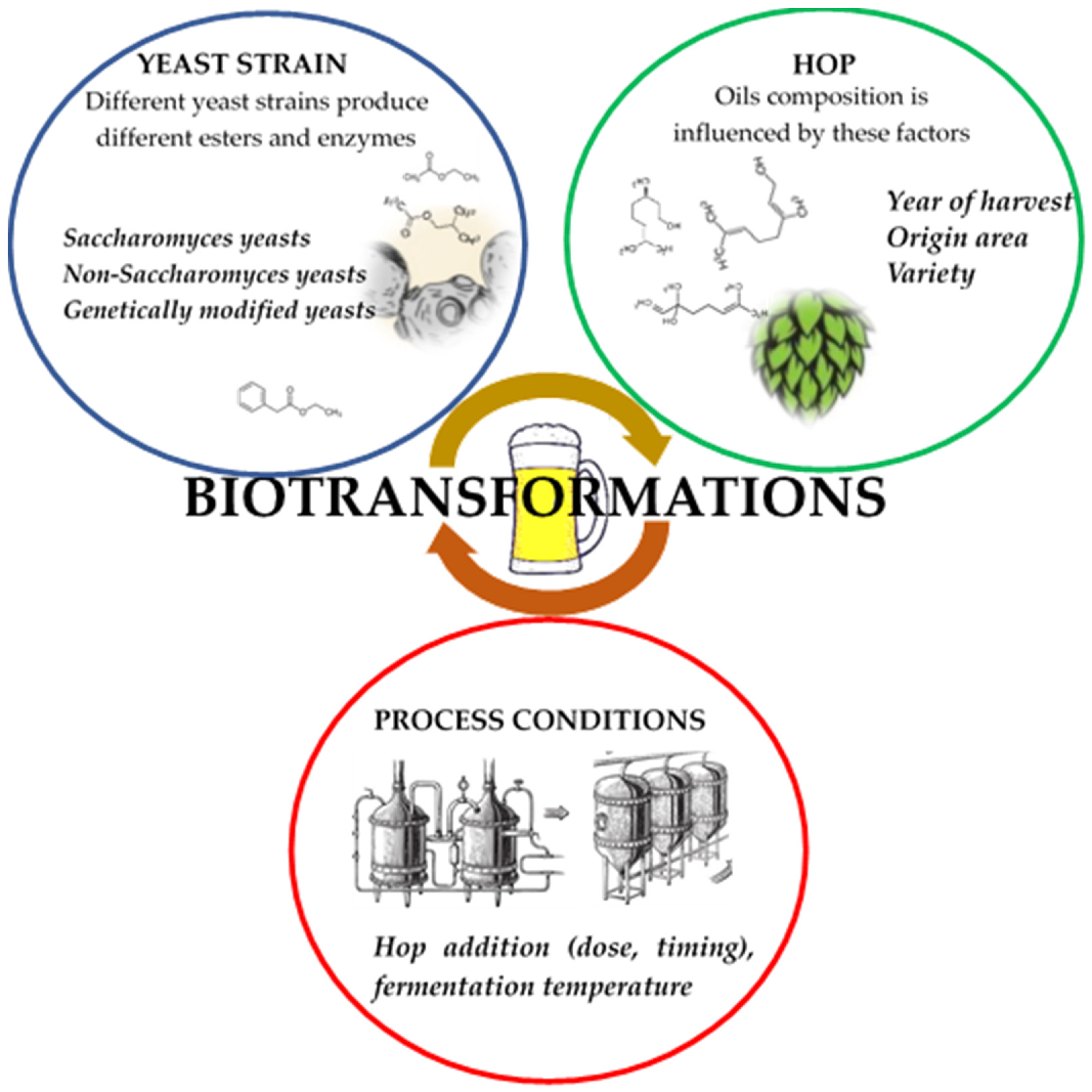 Beer yeast extract carbon oxygen nitrogen hydrogen content