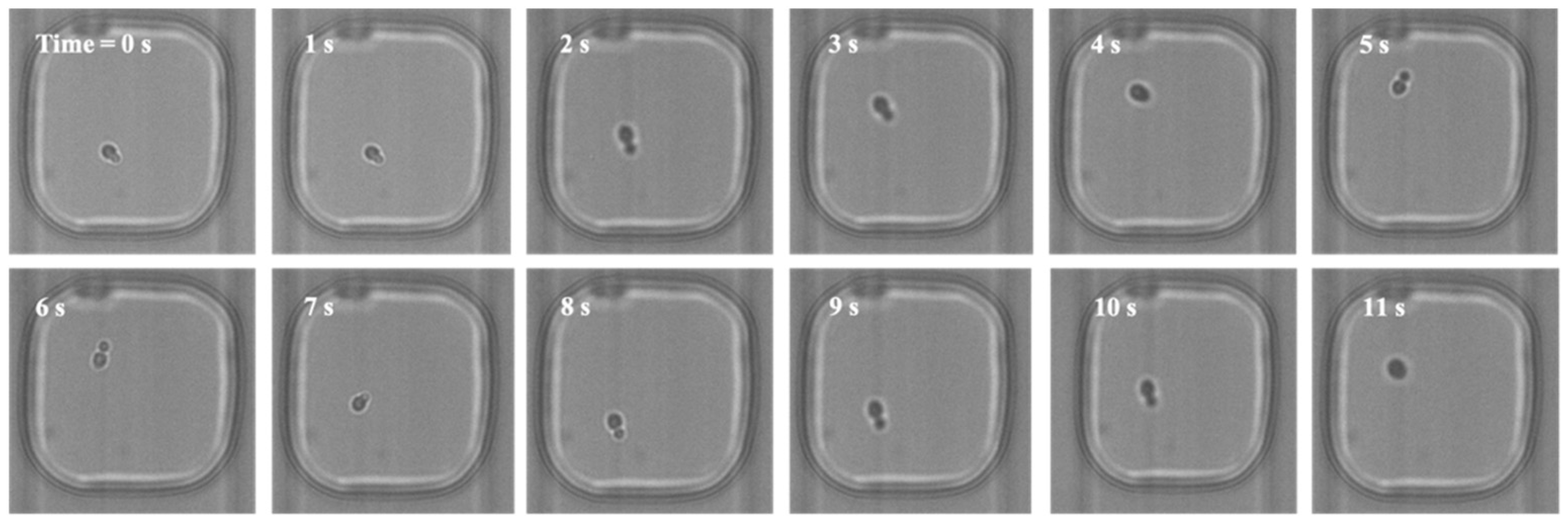 Fermentation 09 00365 g005 Fermentation 09 00365 g005