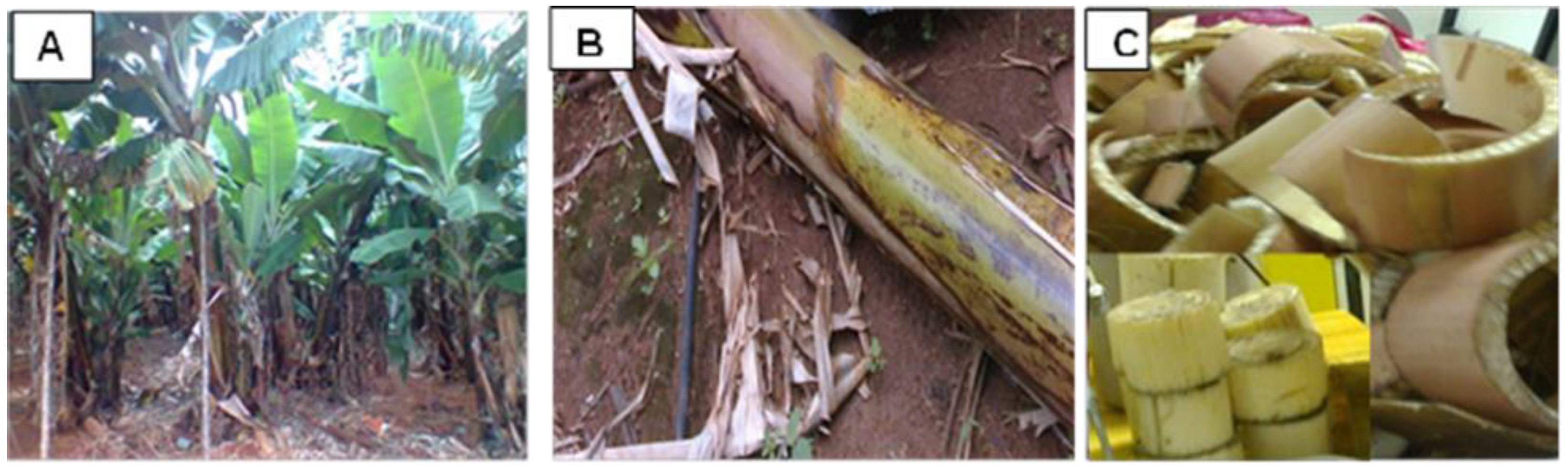 Fermentation 09 00412 g001 Fermentation 09 00412 g001