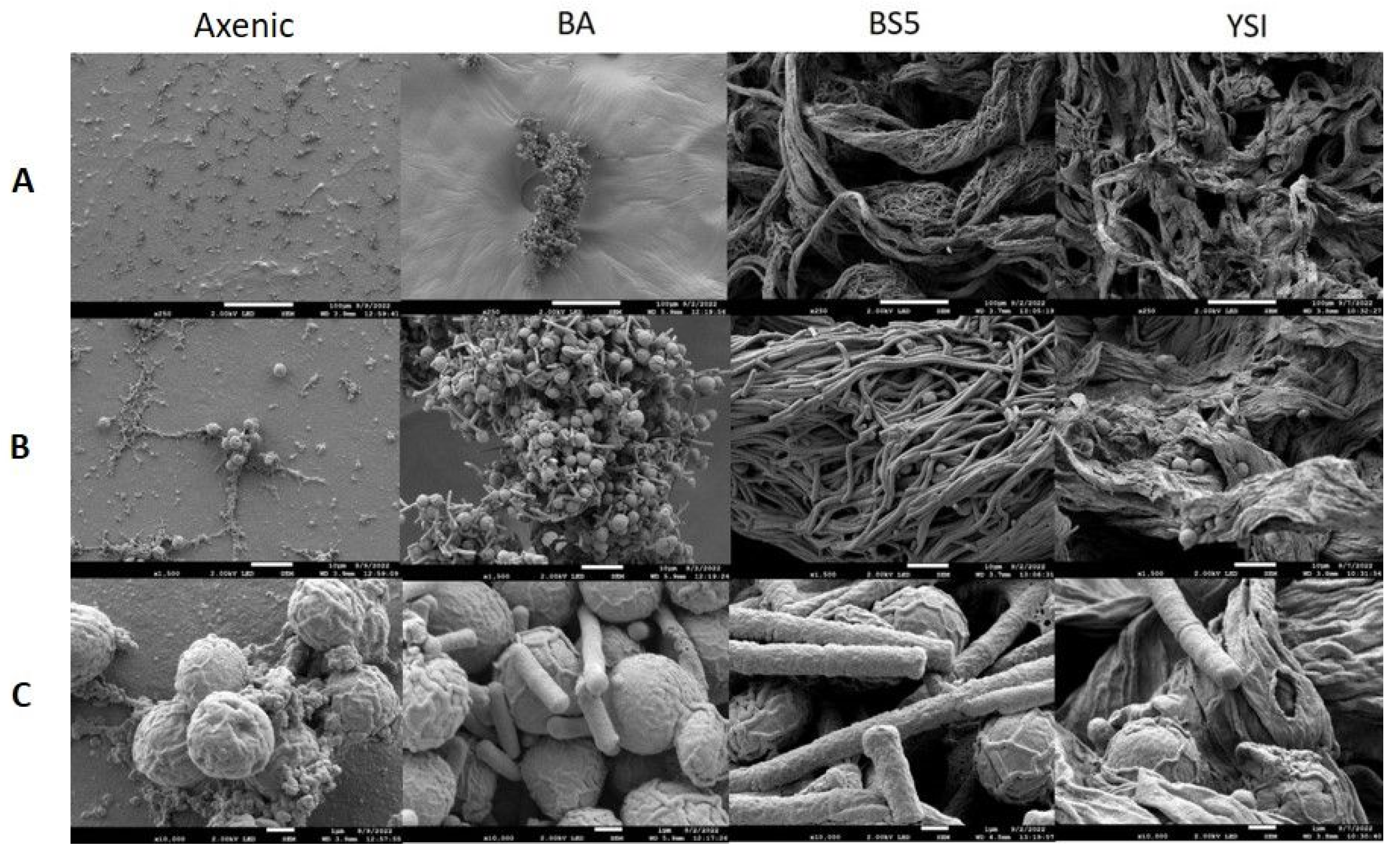 Fermentation 09 00424 g004 Fermentation 09 00424 g004