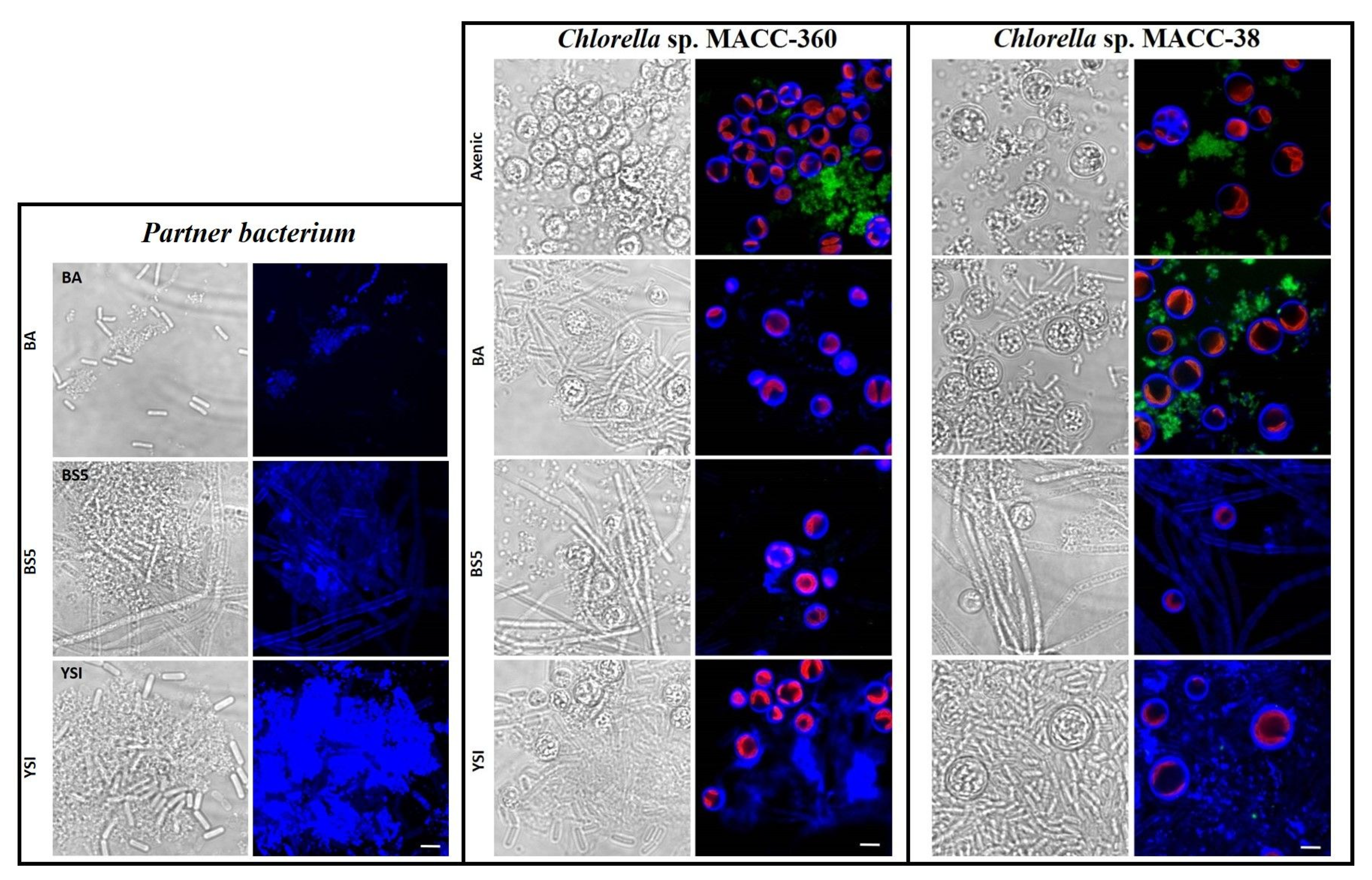 Fermentation 09 00424 g006 Fermentation 09 00424 g006