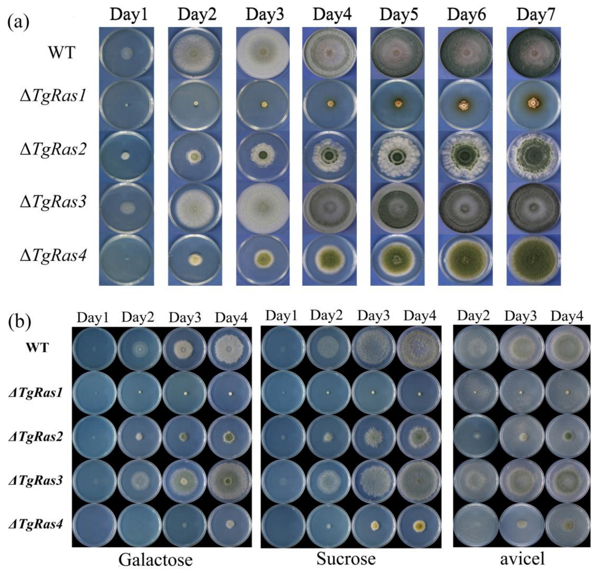 Fermentation 09 00440 g005 Fermentation 09 00440 g005