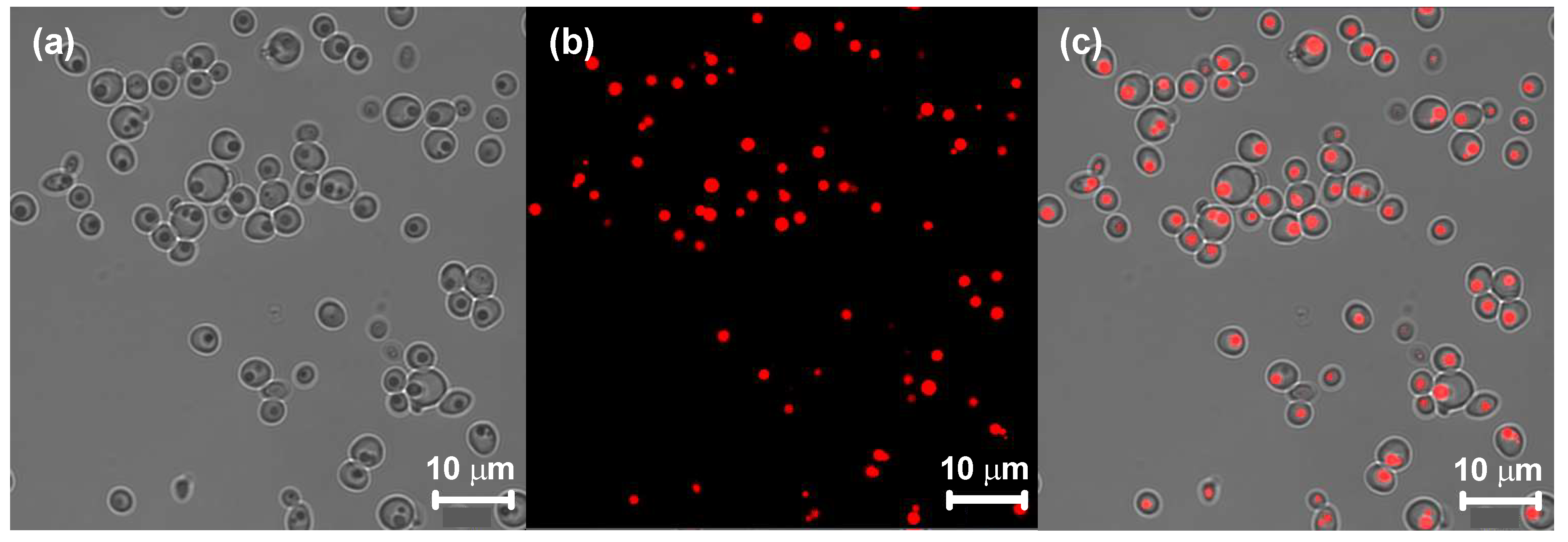 Fermentation 09 00443 g002 Fermentation 09 00443 g002