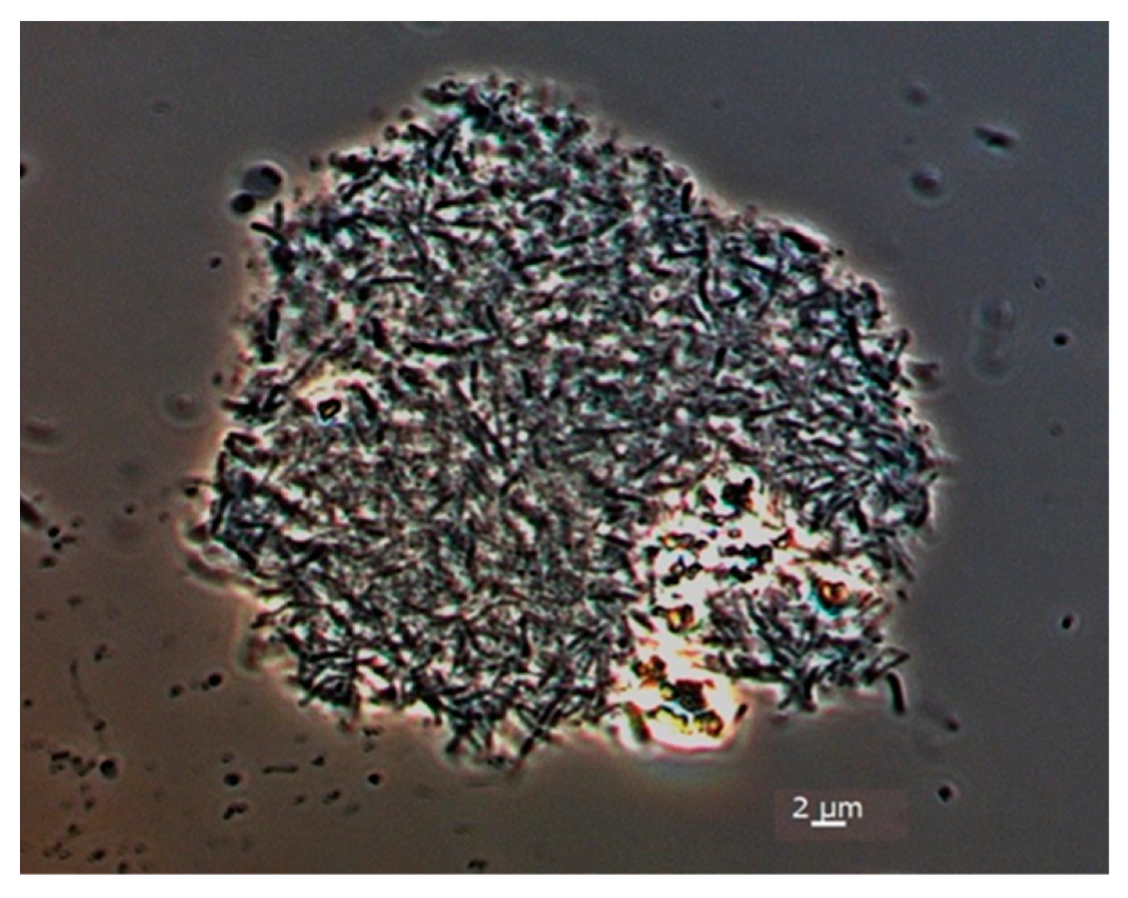 Fermentation 09 00557 g002 Fermentation 09 00557 g002