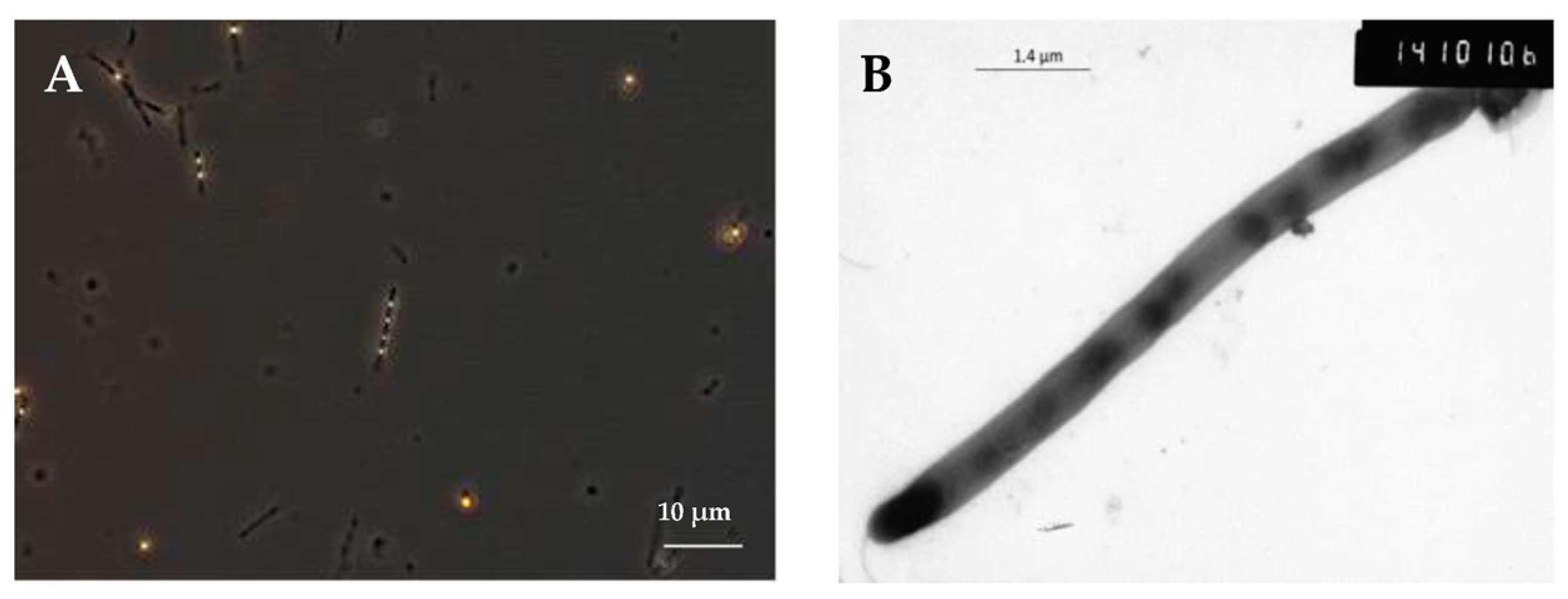 Fermentation 09 00557 g003 Fermentation 09 00557 g003
