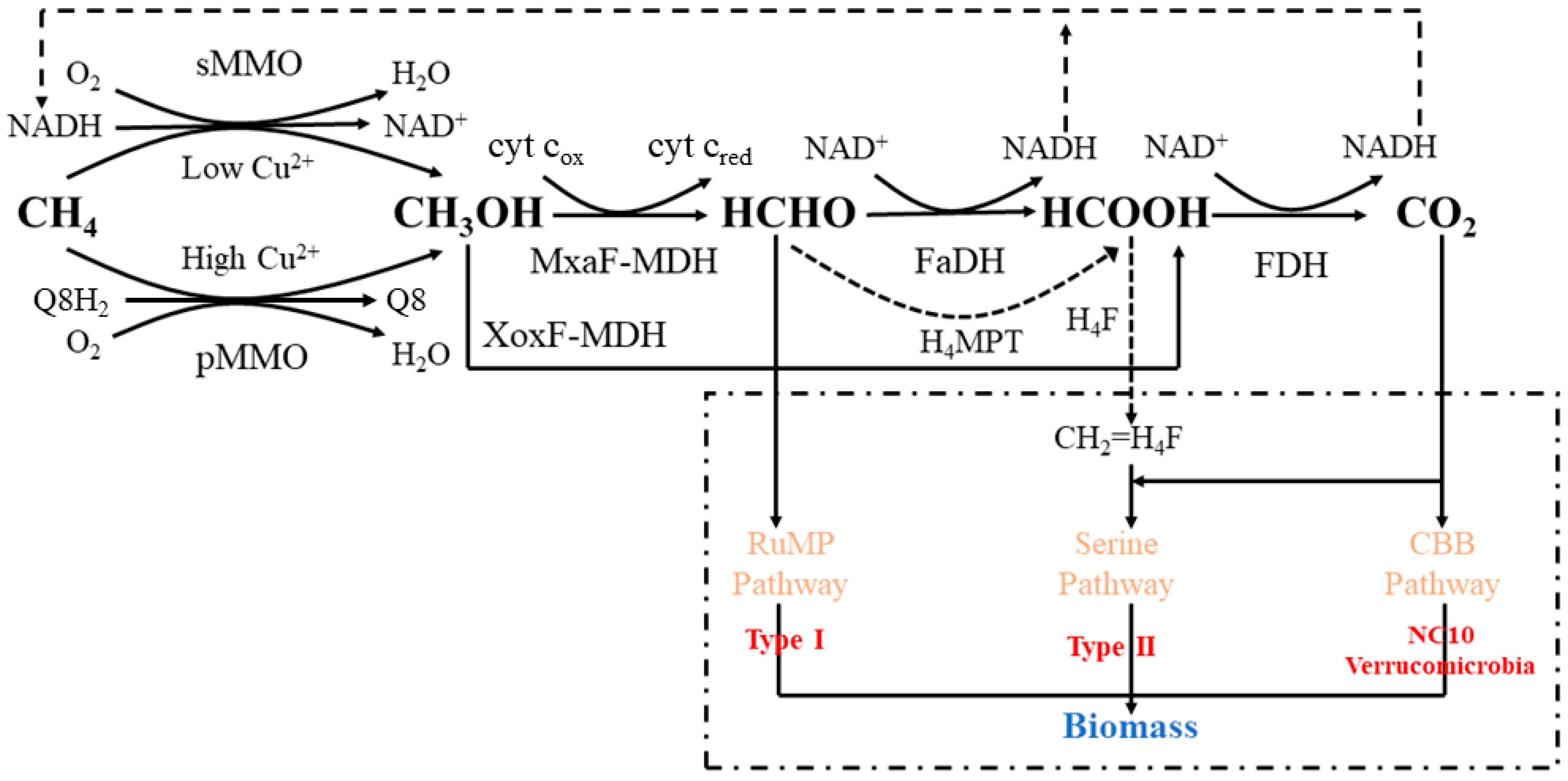 Fermentation 09 00645 g001 Fermentation 09 00645 g001