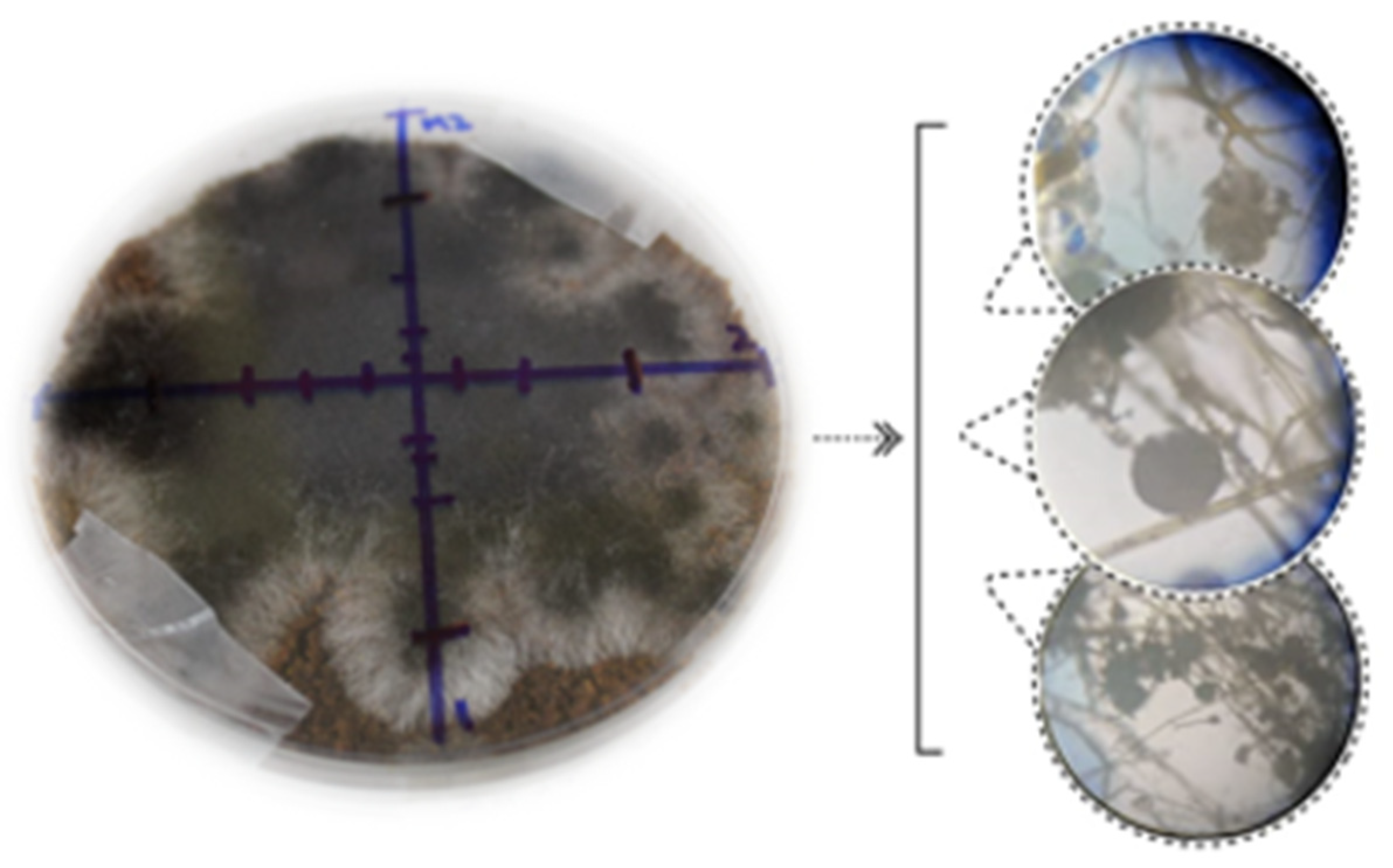 Fermentation 09 00706 g001