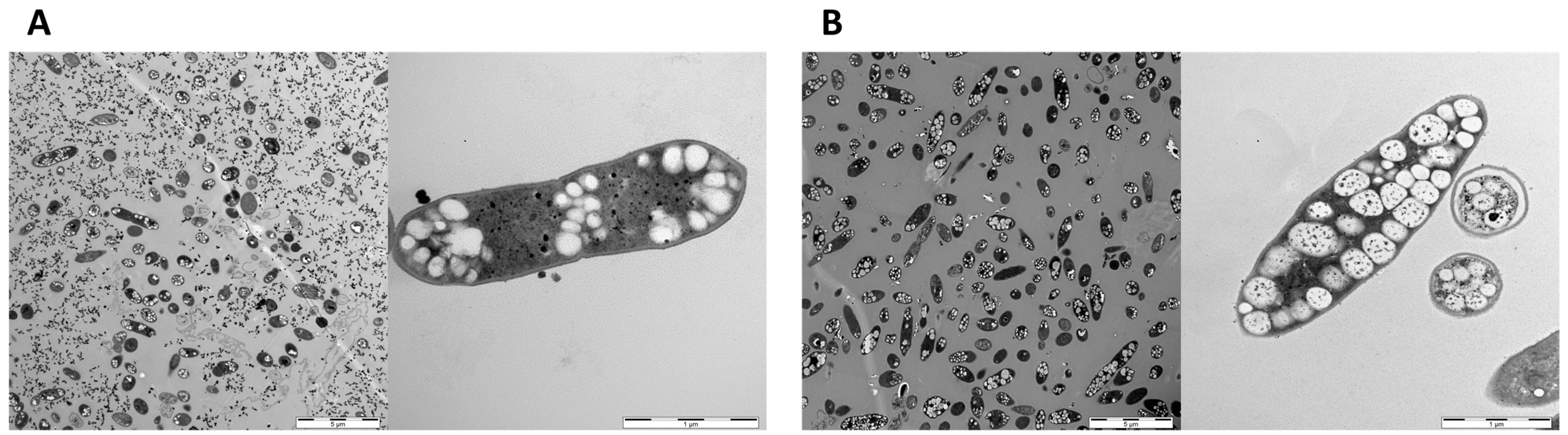 Fermentation 09 00799 g004 Fermentation 09 00799 g004