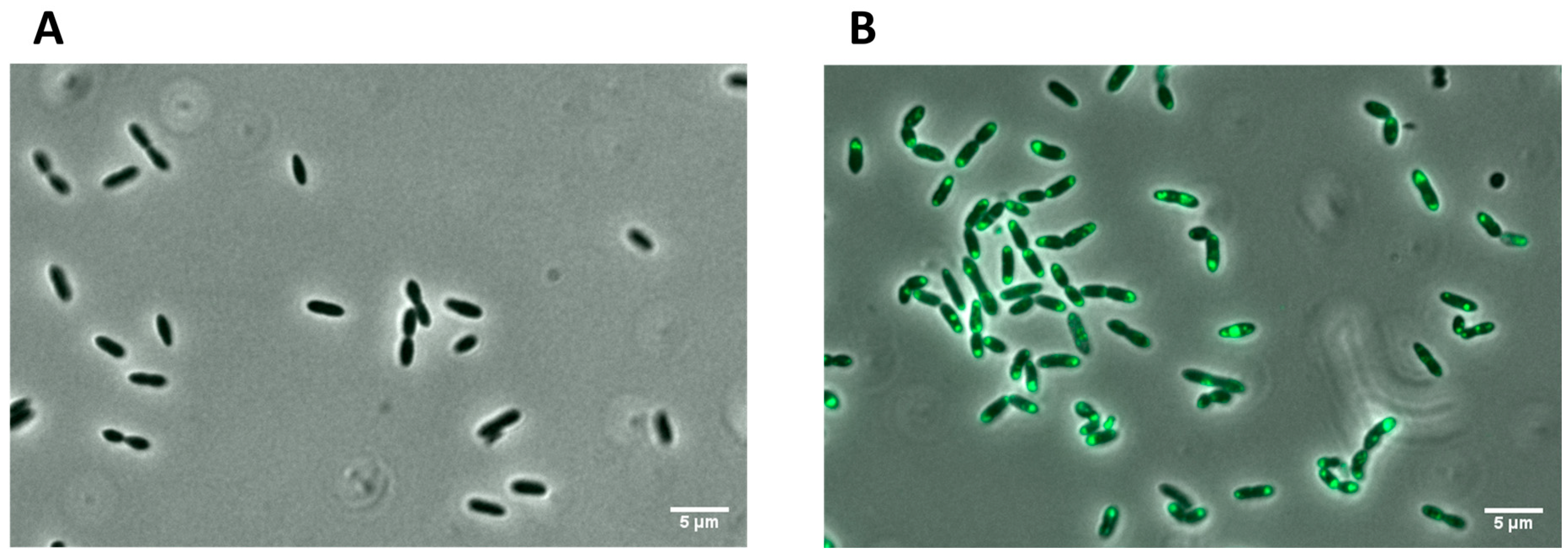 Fermentation 09 00799 g005 Fermentation 09 00799 g005